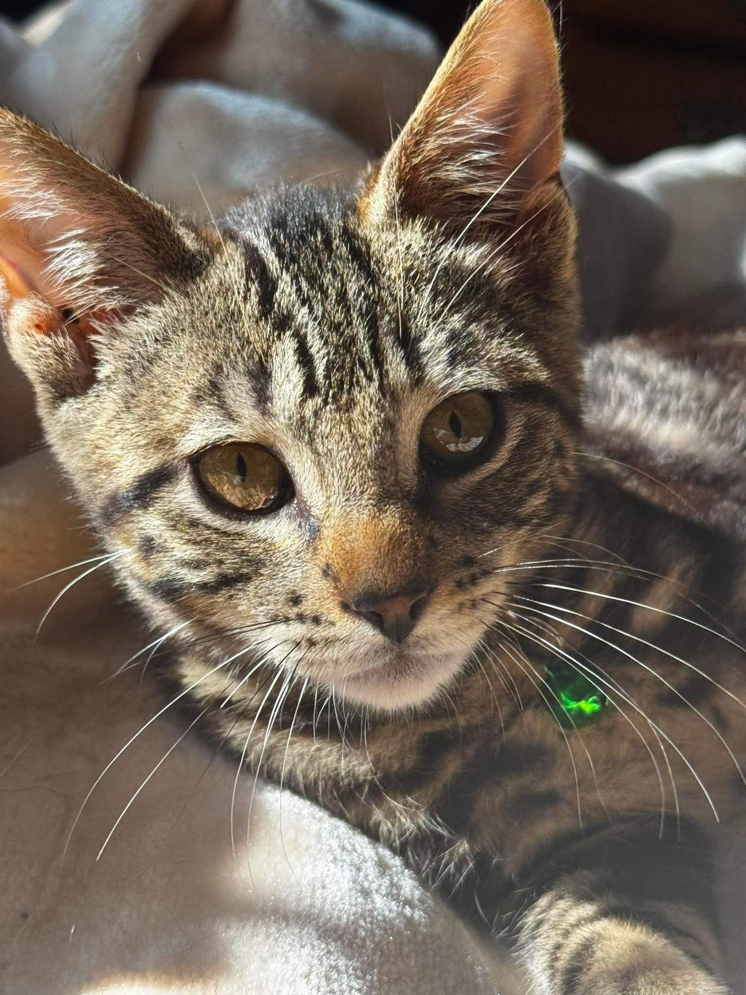 Enlarge Elric, a Adoptable Domestic Short Hair in Rochester , NY image 5/6