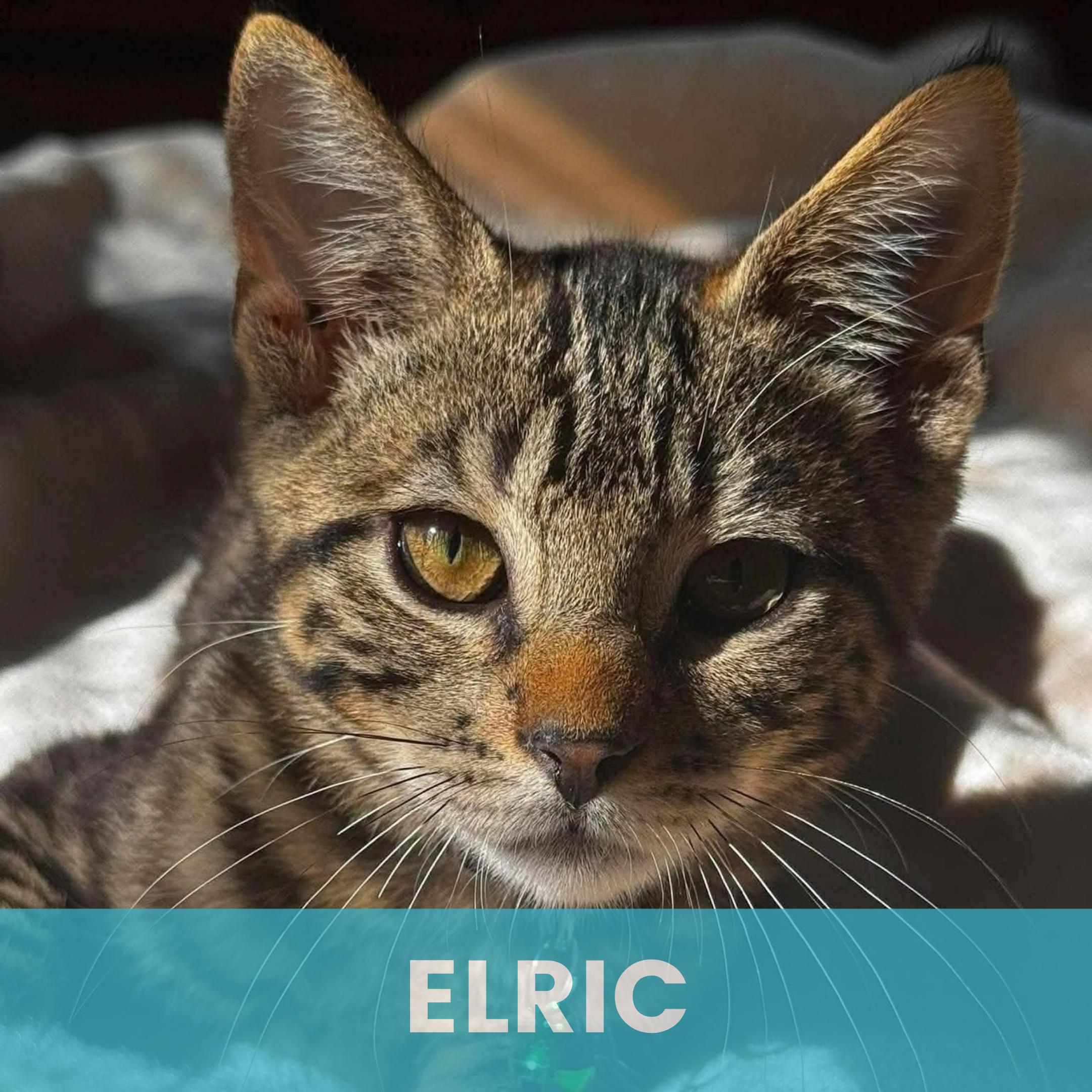 Elric, Adoptable, Kitten Male Domestic Short Hair.