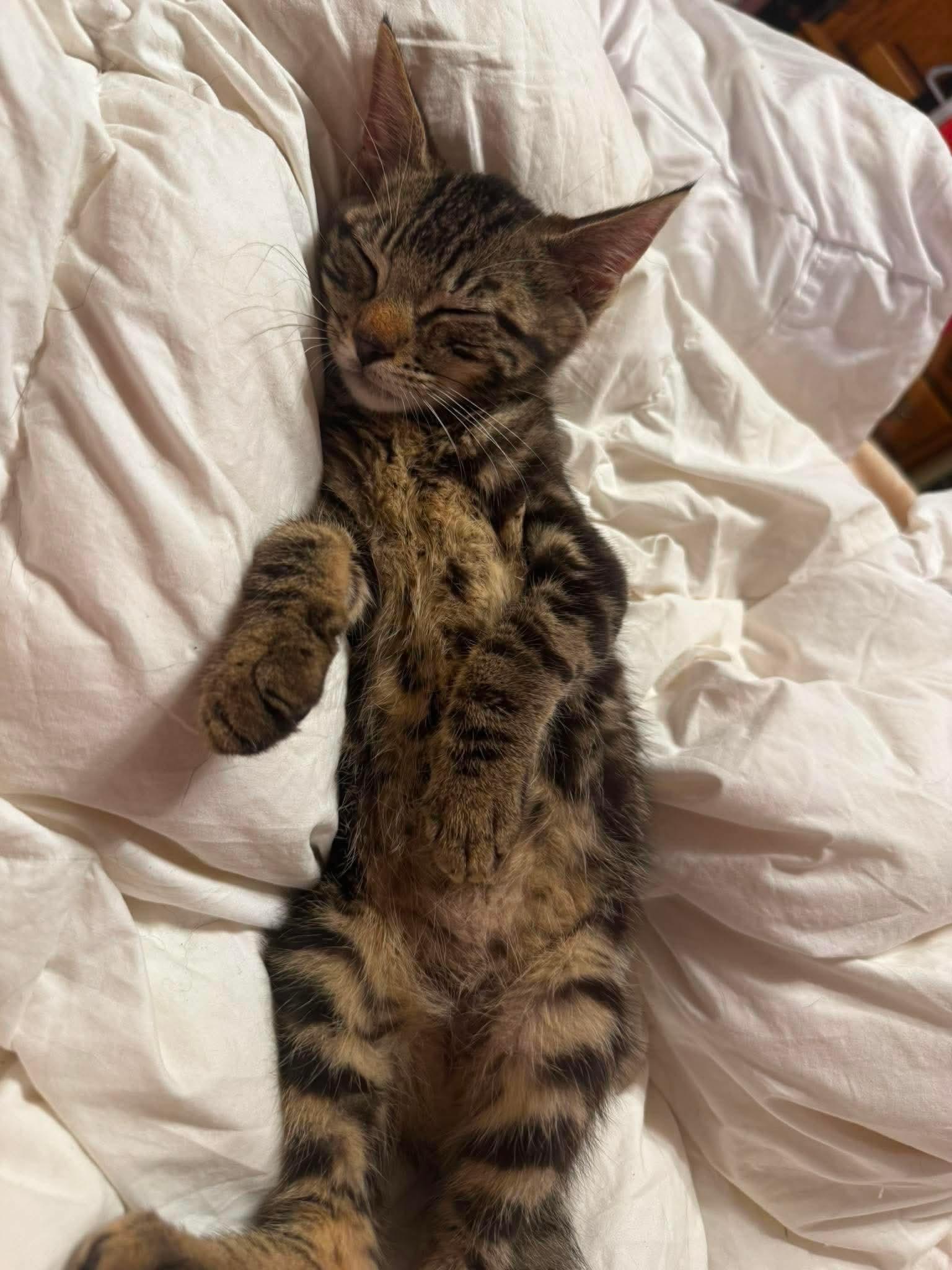 Elric, a ADOPTABLE Domestic Short Hair in Rochester , NY image 3/6