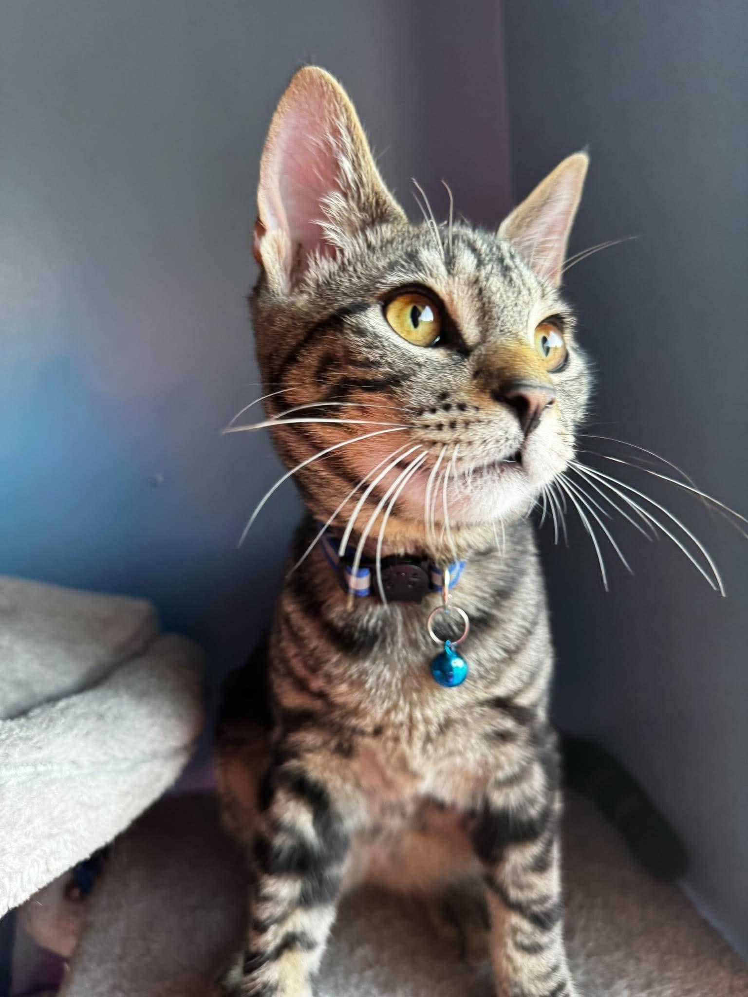 Enlarge Elric, a Adoptable Domestic Short Hair in Rochester , NY image 4/6