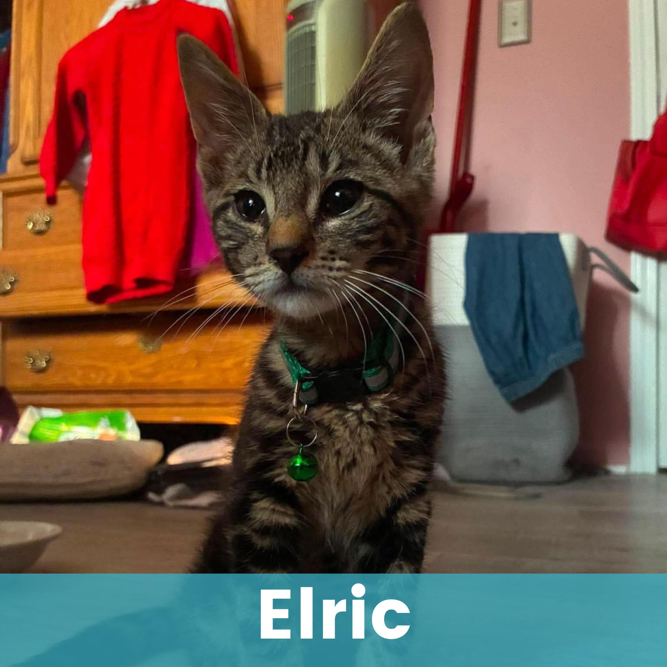 Elric, ADOPTABLE, Kitten Male Domestic Short Hair.