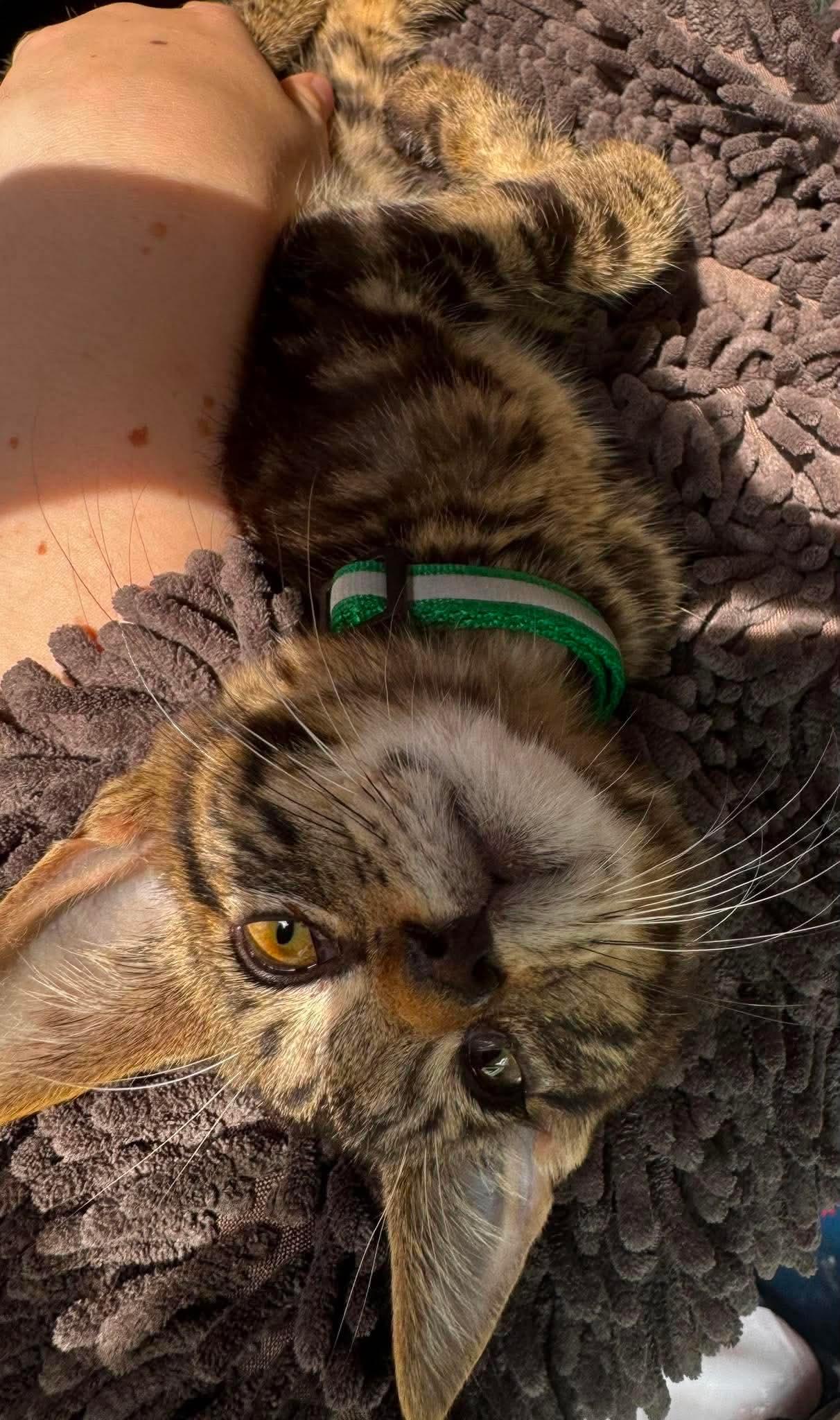 Elric, a ADOPTABLE Domestic Short Hair in Rochester , NY image 4/6