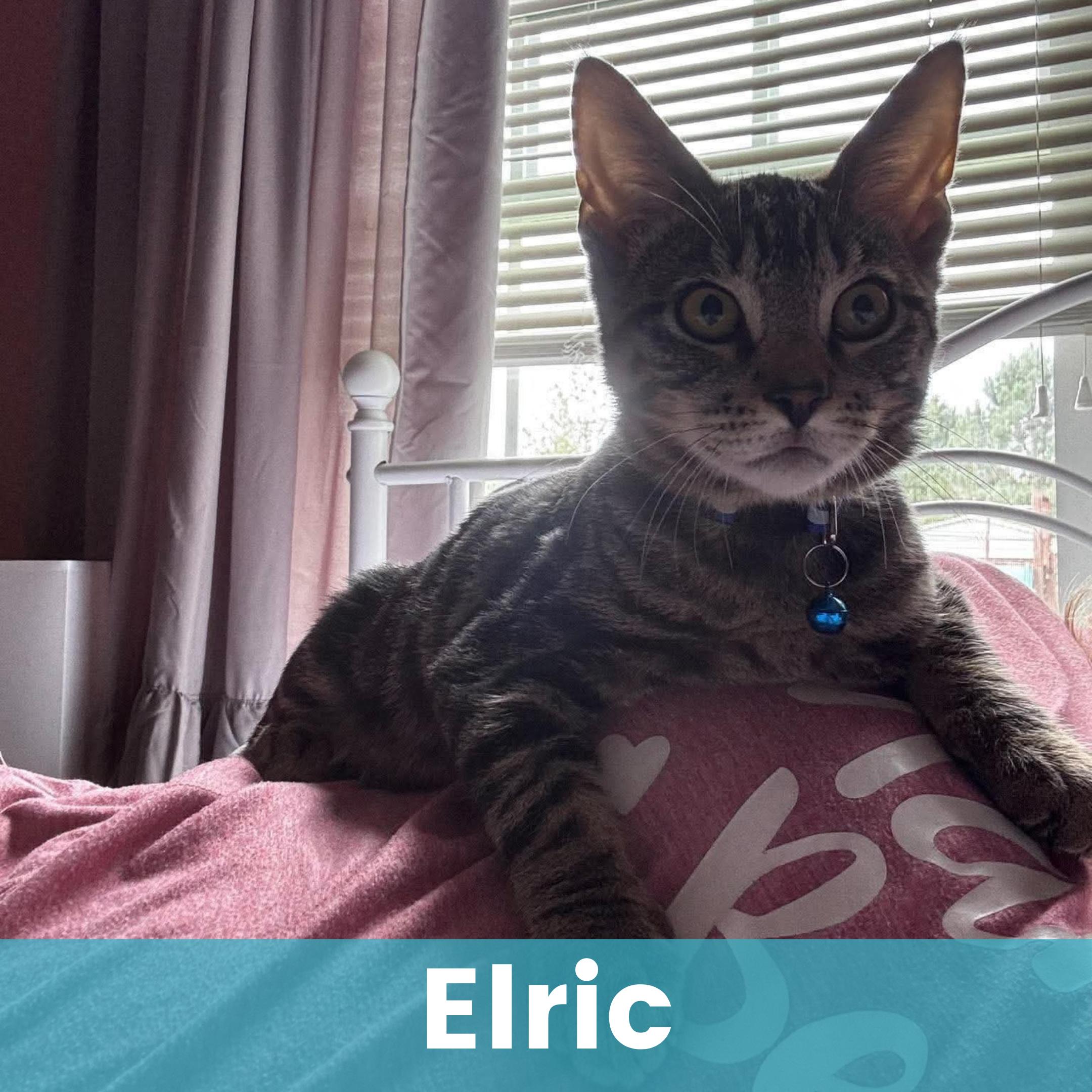 Enlarge Elric, a Adoptable Domestic Short Hair in Rochester , NY image 1/6
