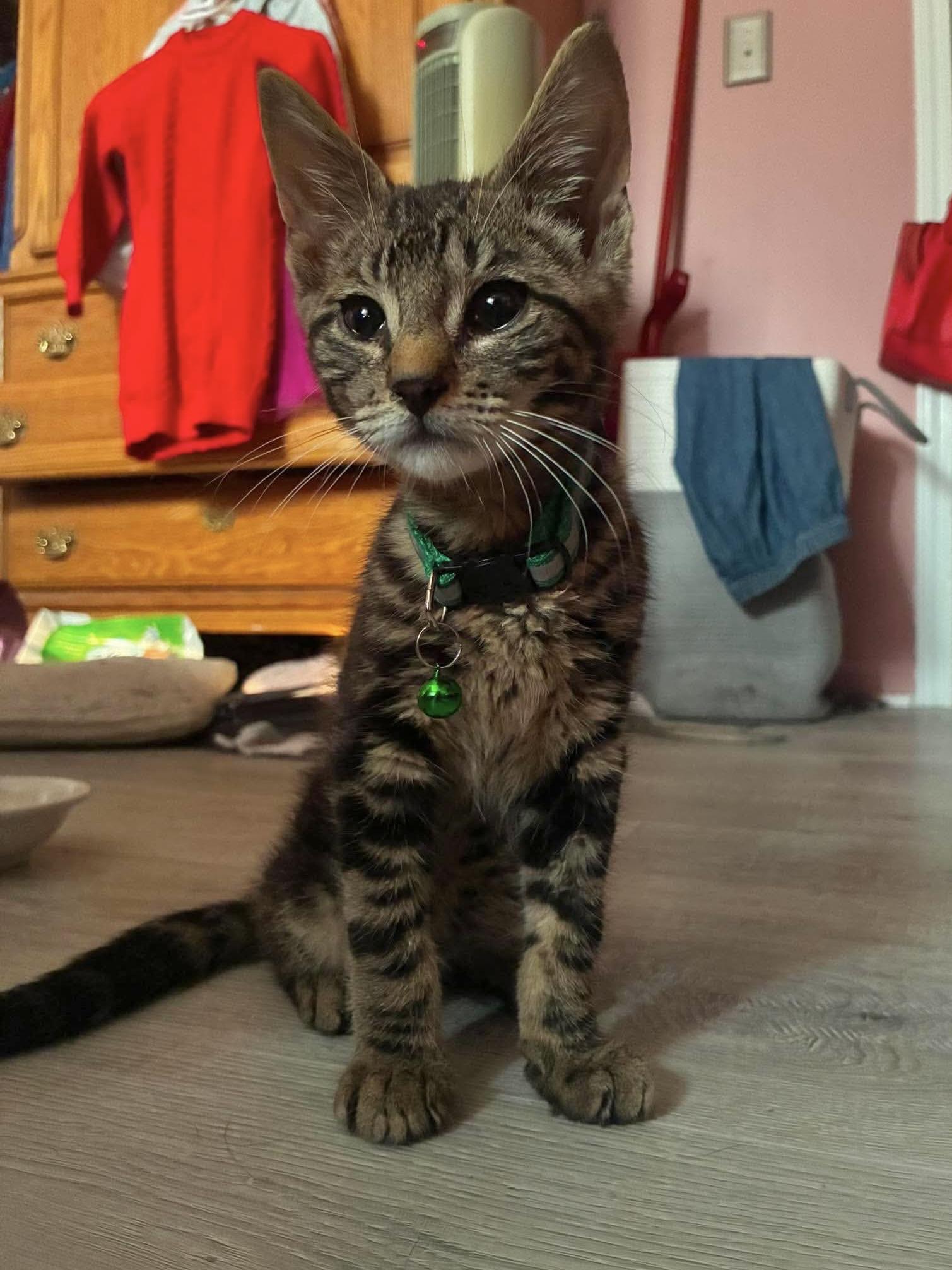 Elric, a ADOPTABLE Domestic Short Hair in Rochester , NY image 6/6