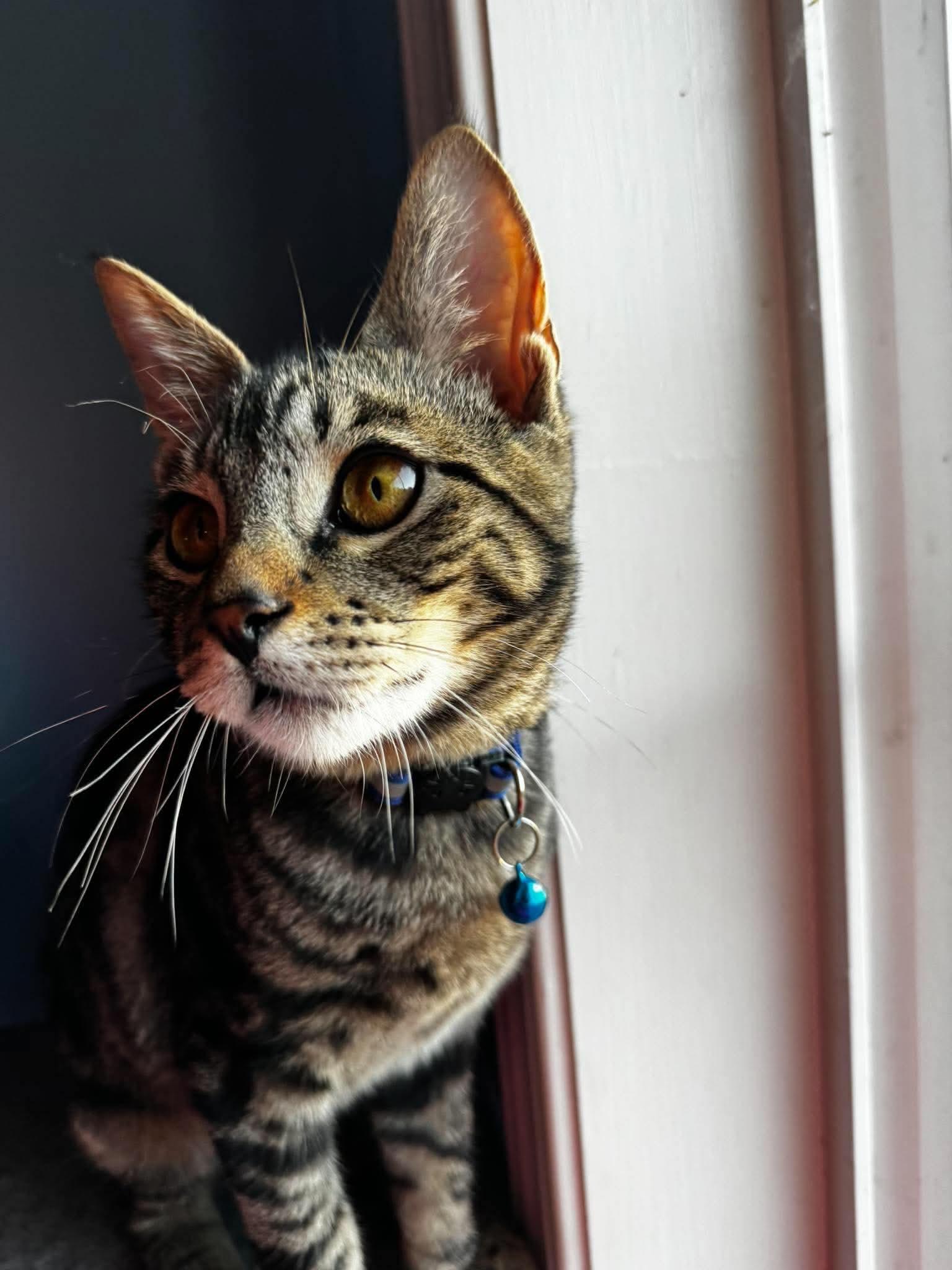 Enlarge Elric, a Adoptable Domestic Short Hair in Rochester , NY image 6/6