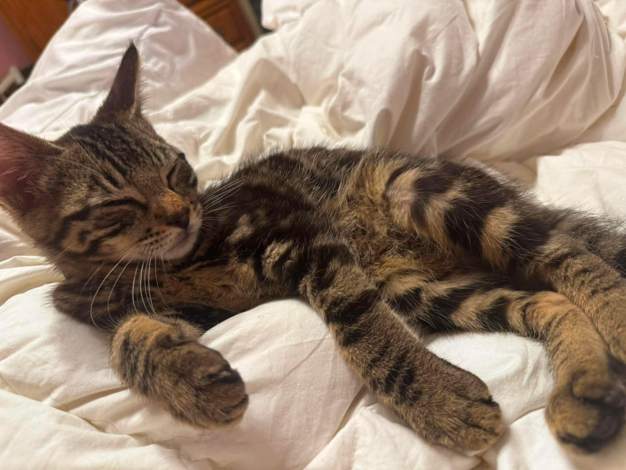 Elric, a ADOPTABLE Domestic Short Hair in Rochester , NY image 2/6