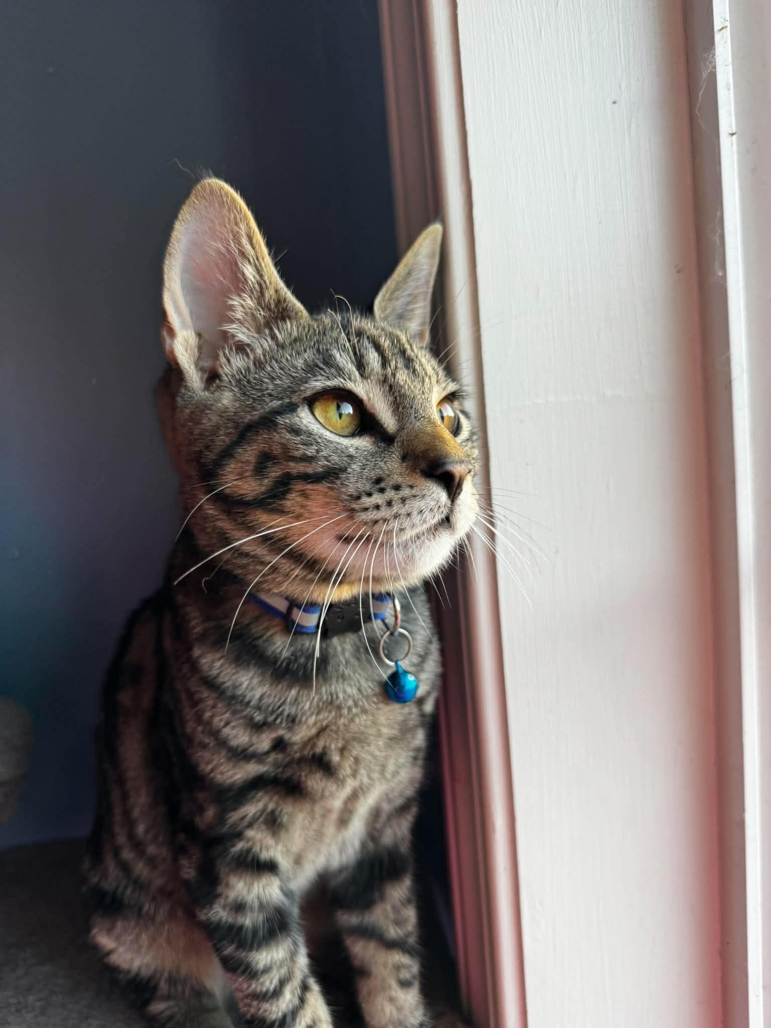 Enlarge Elric, a Adoptable Domestic Short Hair in Rochester , NY image 2/6