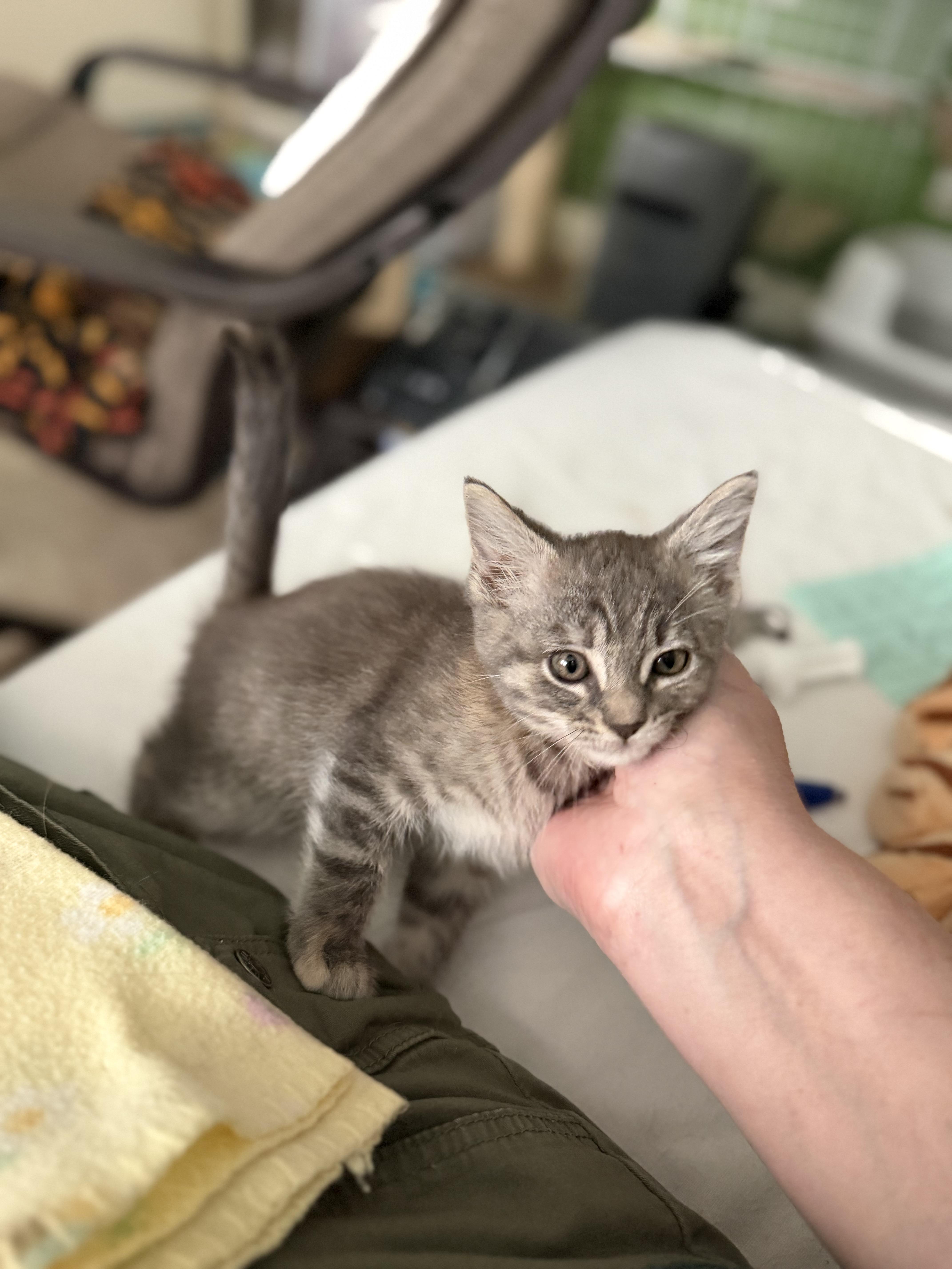 Casey, Adoptable, Kitten Female Domestic Short Hair.