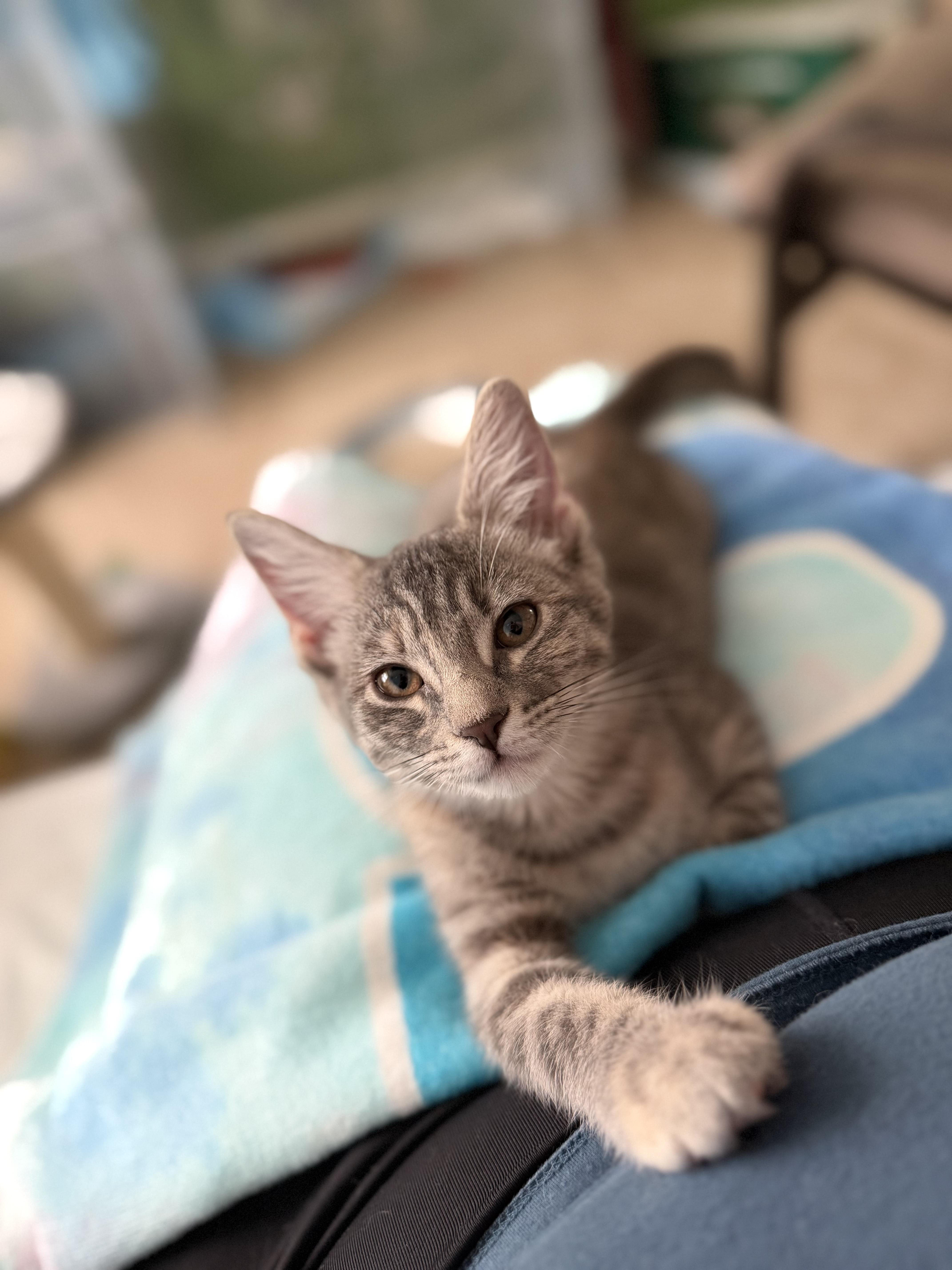 Casey, a Adoptable Domestic Short Hair in Houston, TX image 2/2