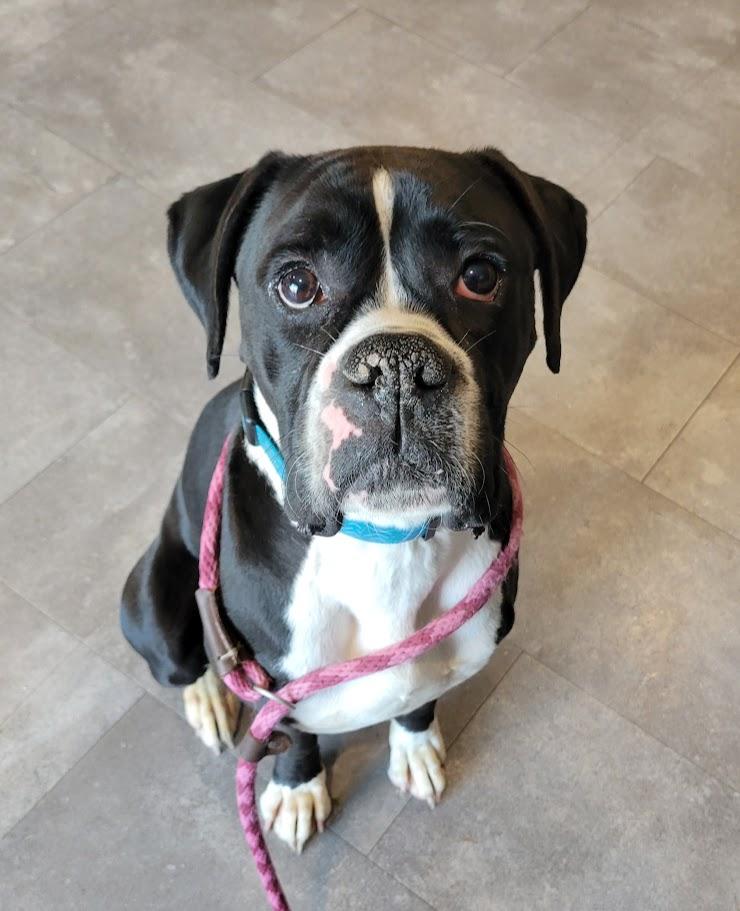 Butters- URGENT, adopted, Adult Male Boxer.