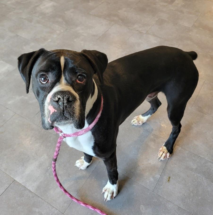 Butters- URGENT, an adopted Boxer in Lisbon, OH image 2/2