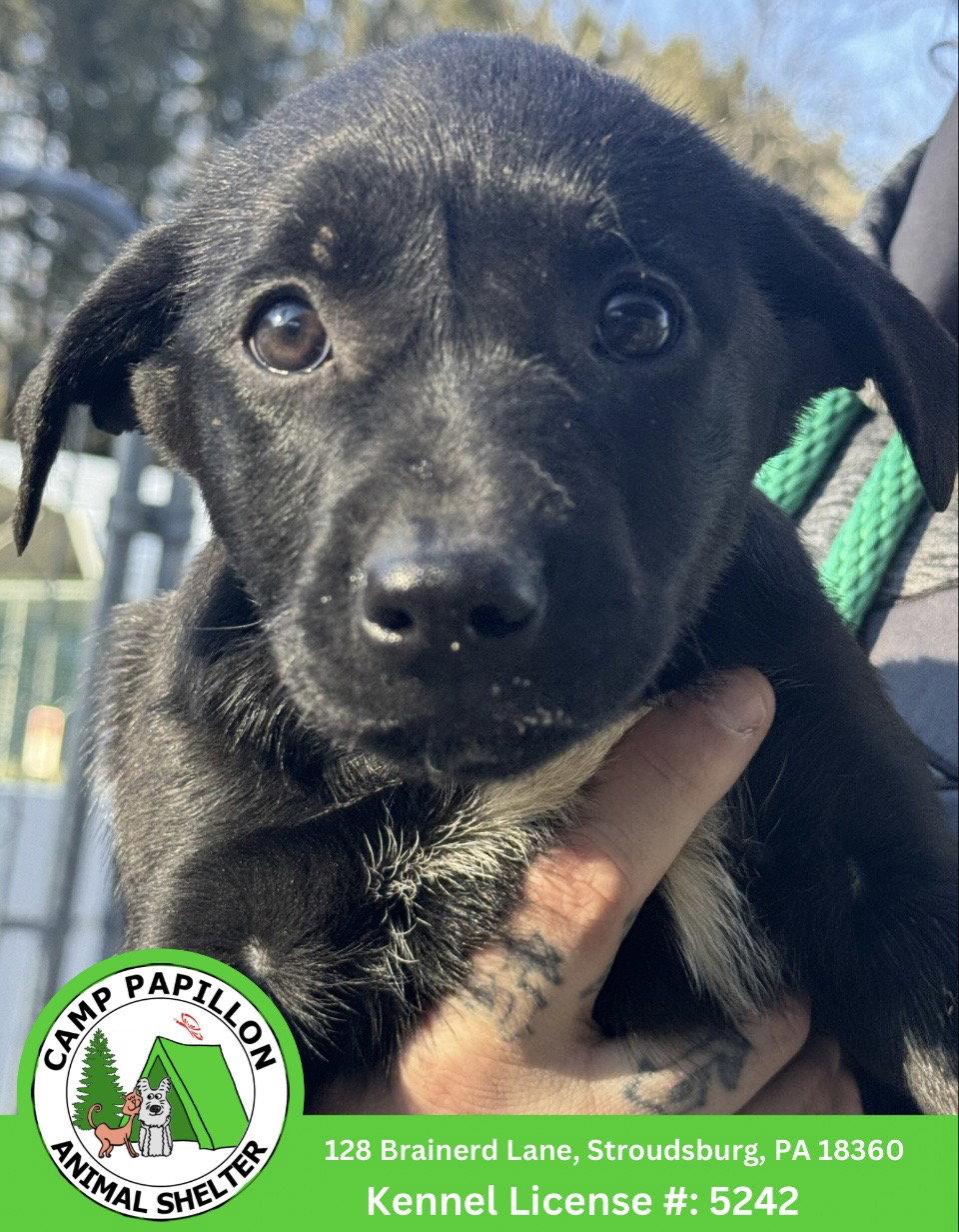 Agitha, Adoptable, Young Female Mixed Breed.