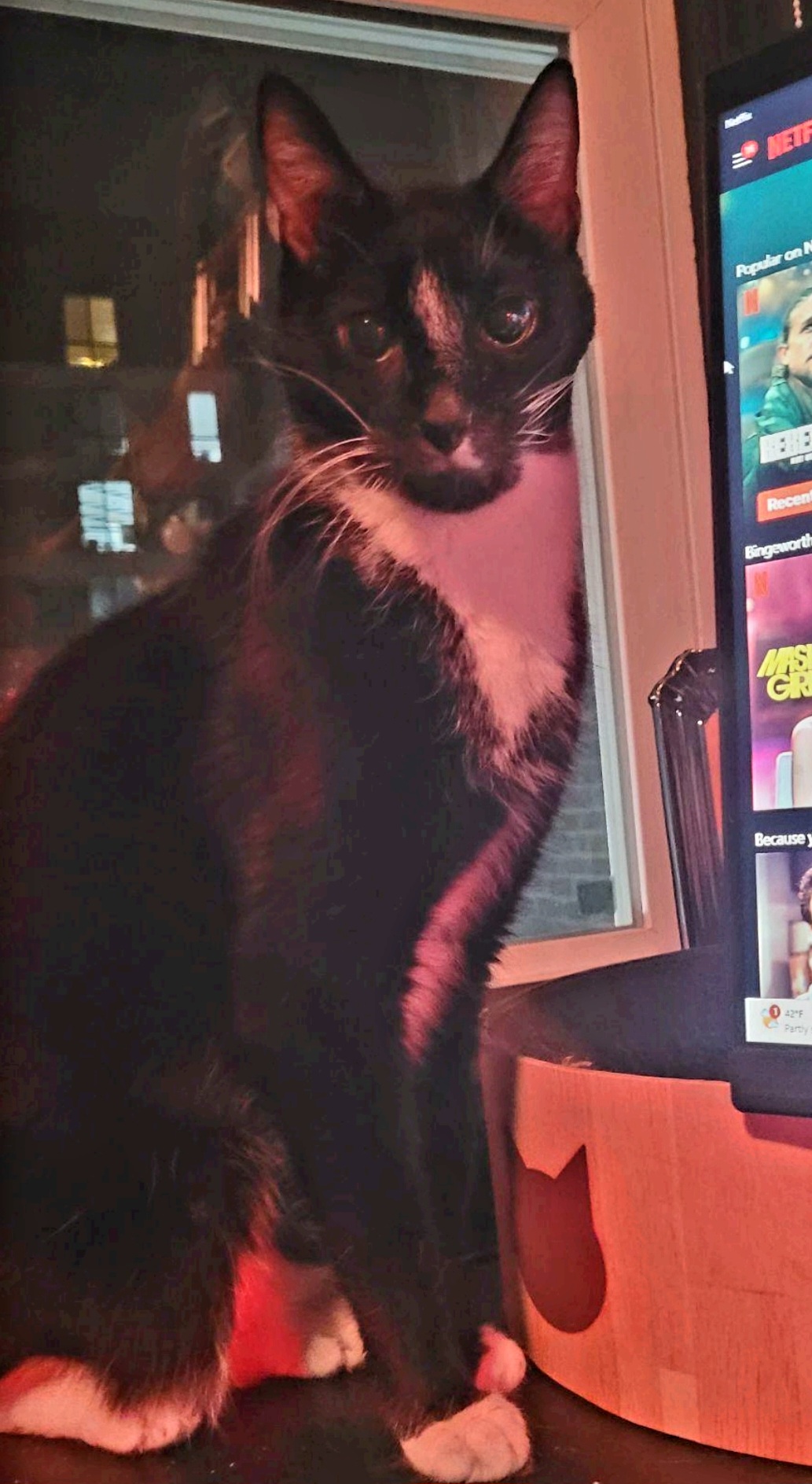 Caesar, a Adoptable Domestic Short Hair in Lansdowne, PA image 2/3