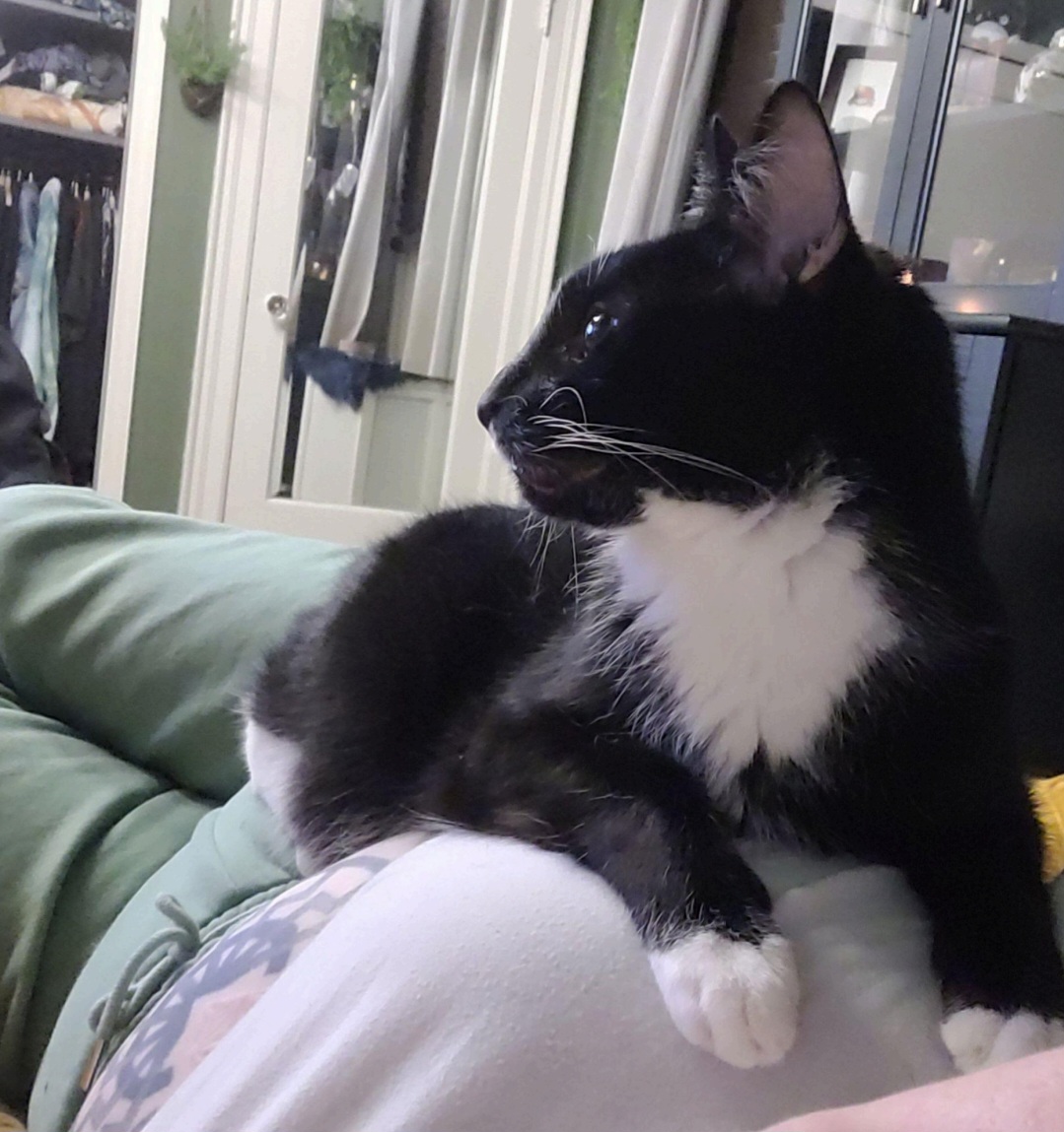 Caesar, a Adoptable Domestic Short Hair in Lansdowne, PA image 3/3