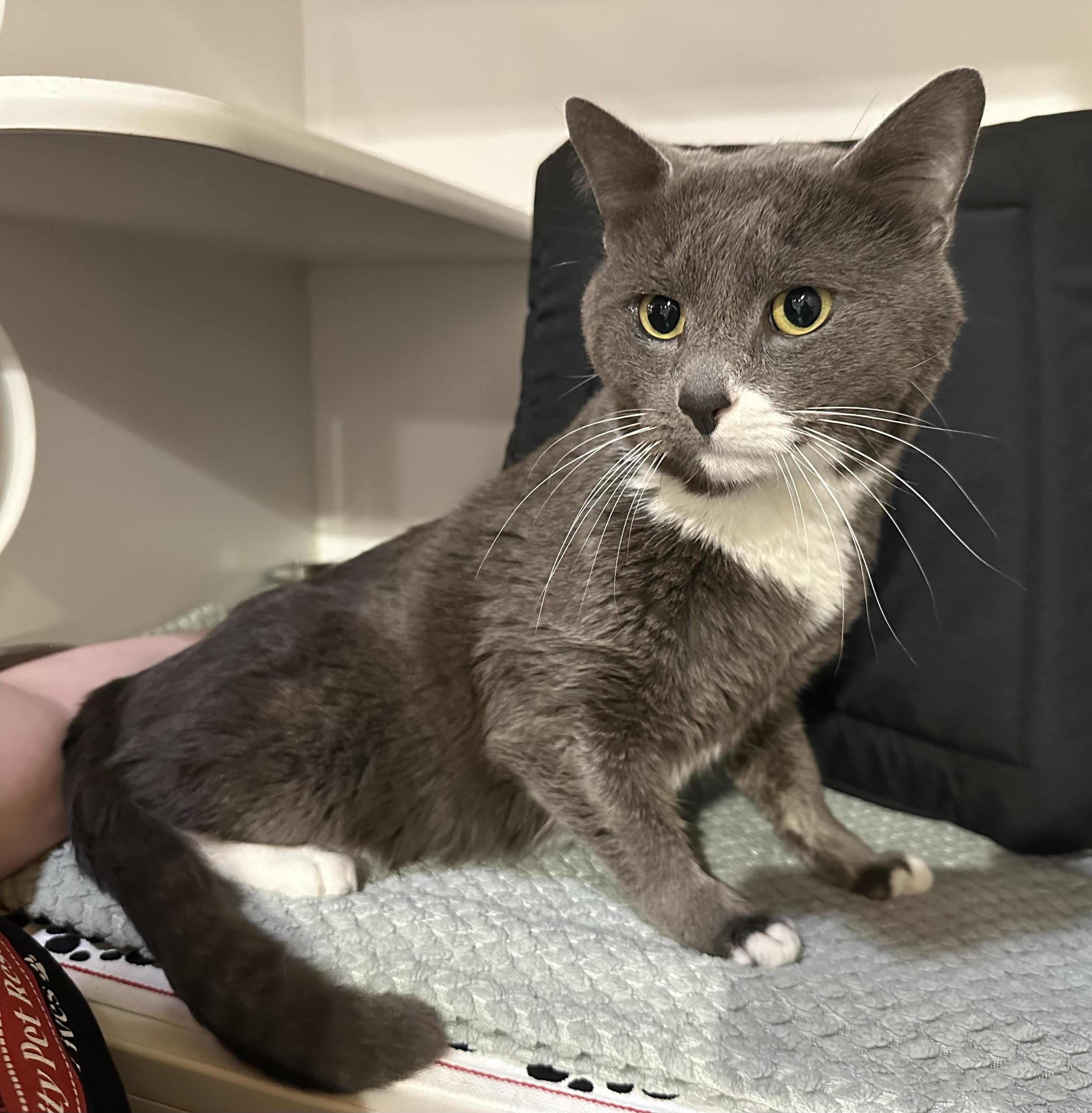 Socks, adopted, Young Male Domestic Short Hair.