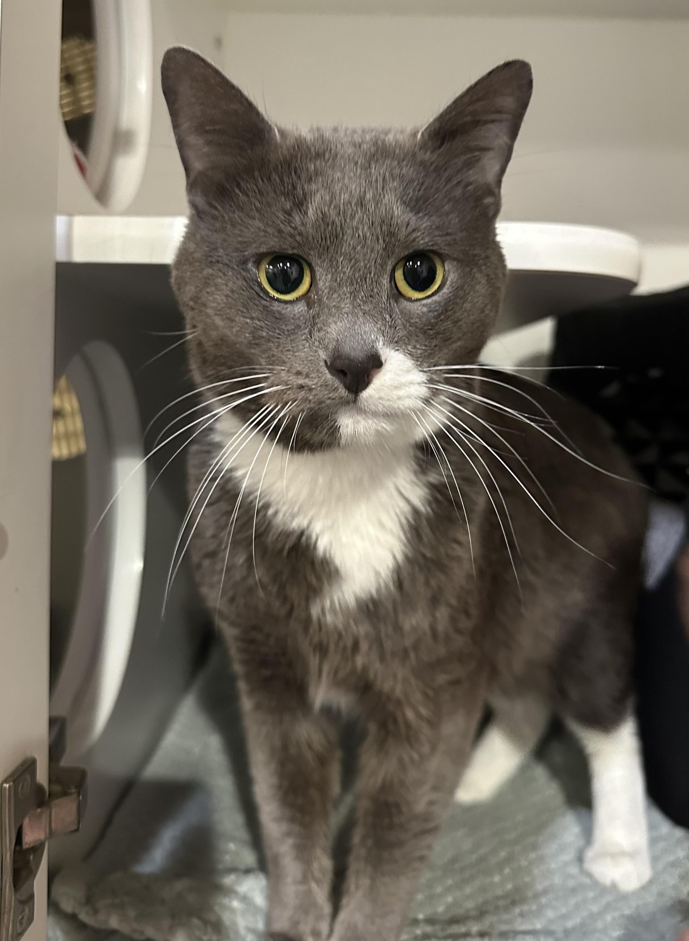 Enlarge Socks, an adopted Domestic Short Hair in Seattle, WA image 3/4