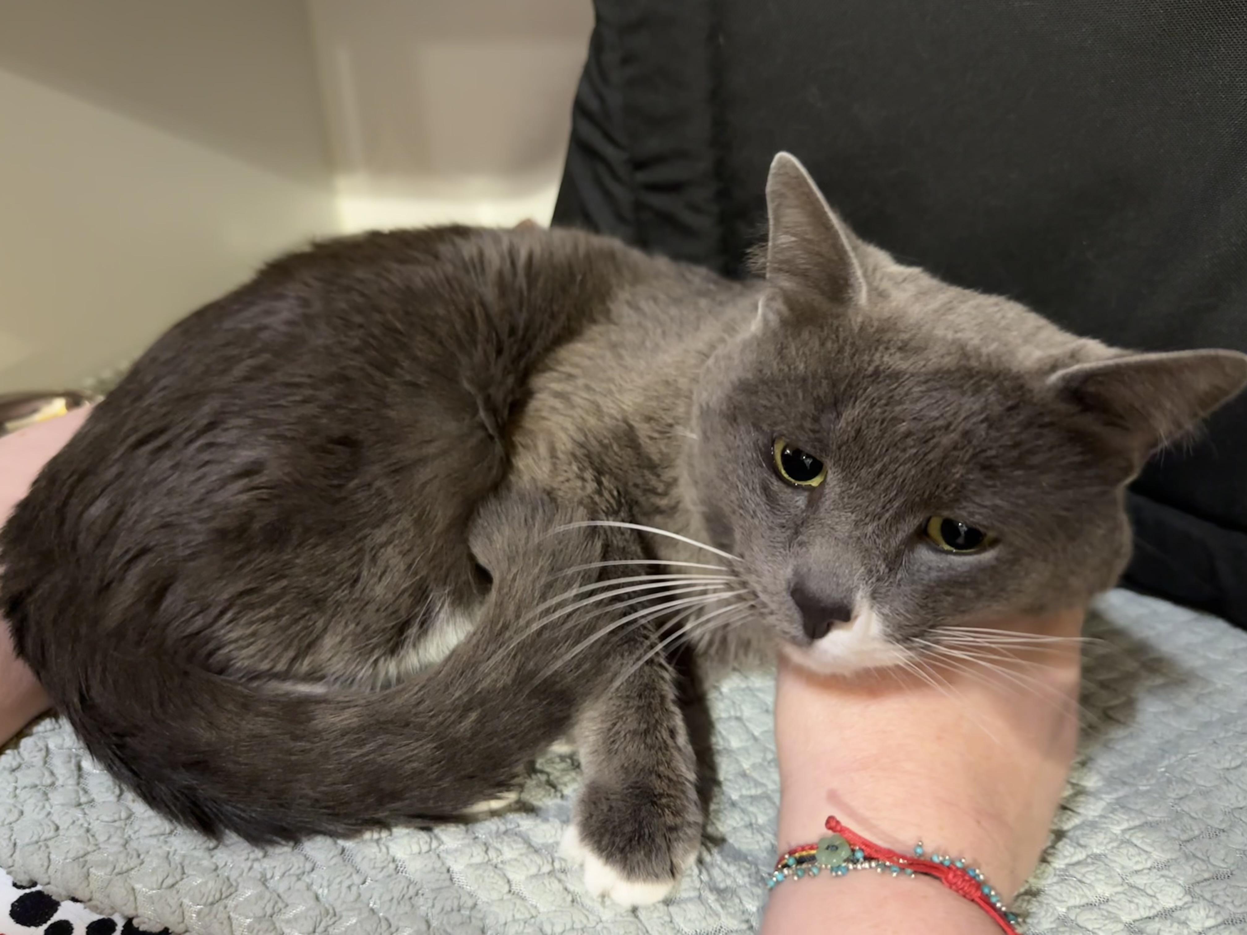 Enlarge Socks, an adopted Domestic Short Hair in Seattle, WA image 4/4