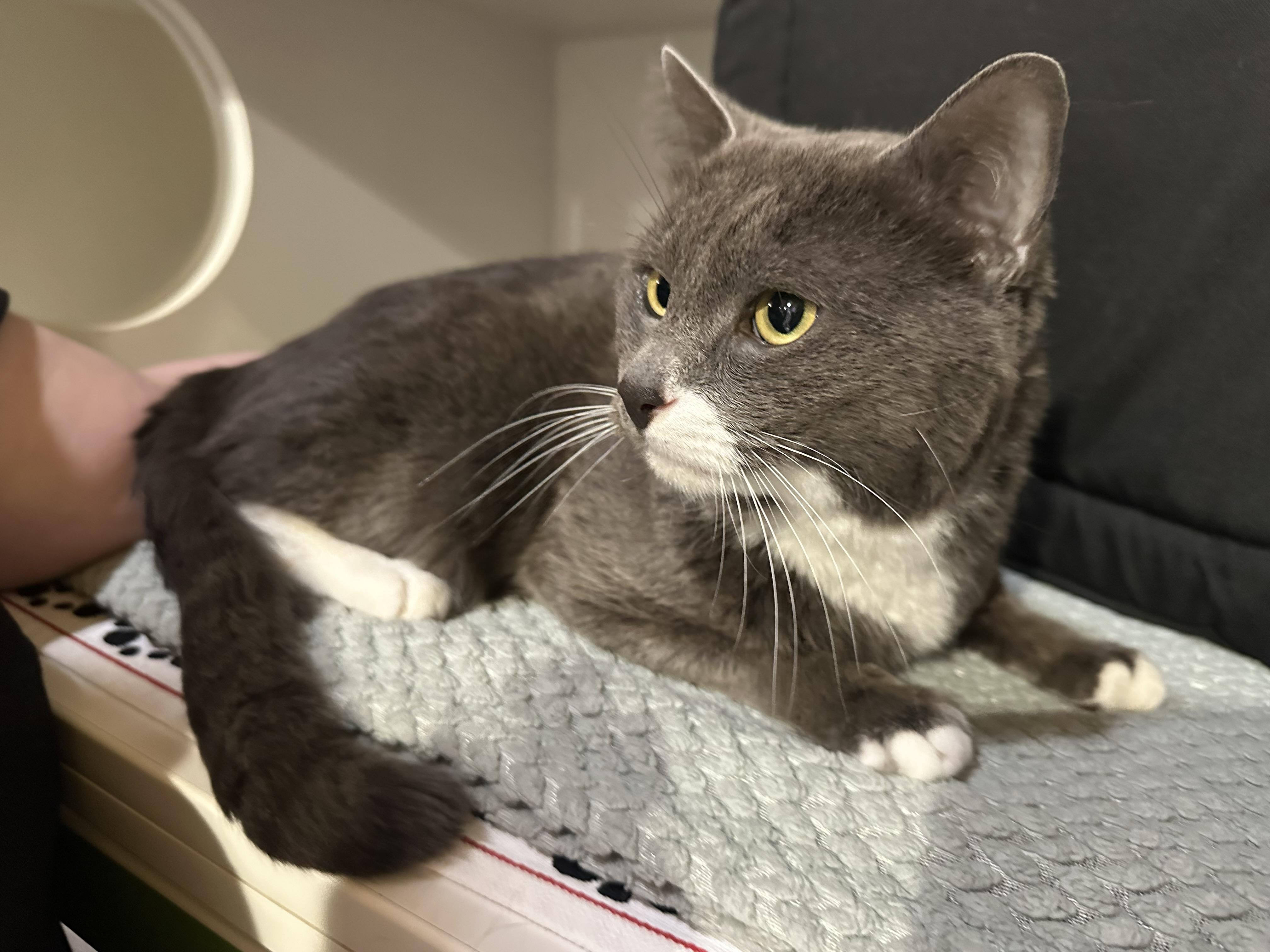 Enlarge Socks, an adopted Domestic Short Hair in Seattle, WA image 2/4