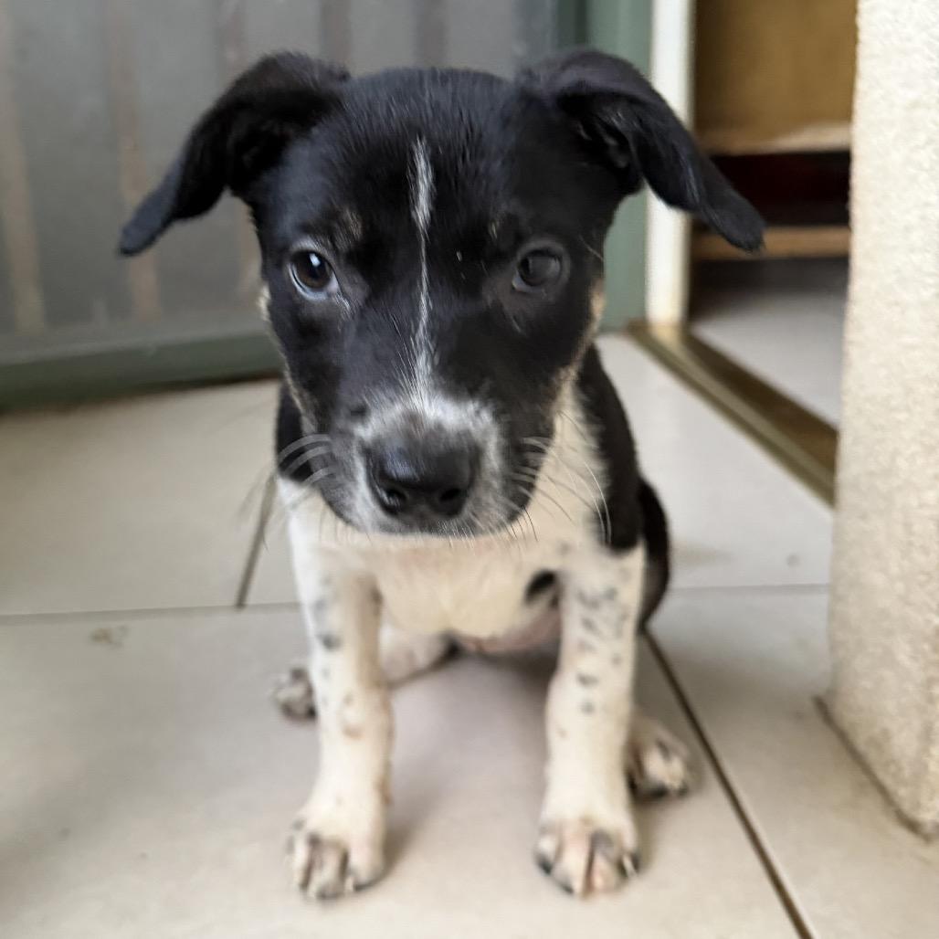 Under The Sea Litter: Coral, Adoptable, Puppy Female Australian Cattle Dog / Blue Heeler & Border Collie.