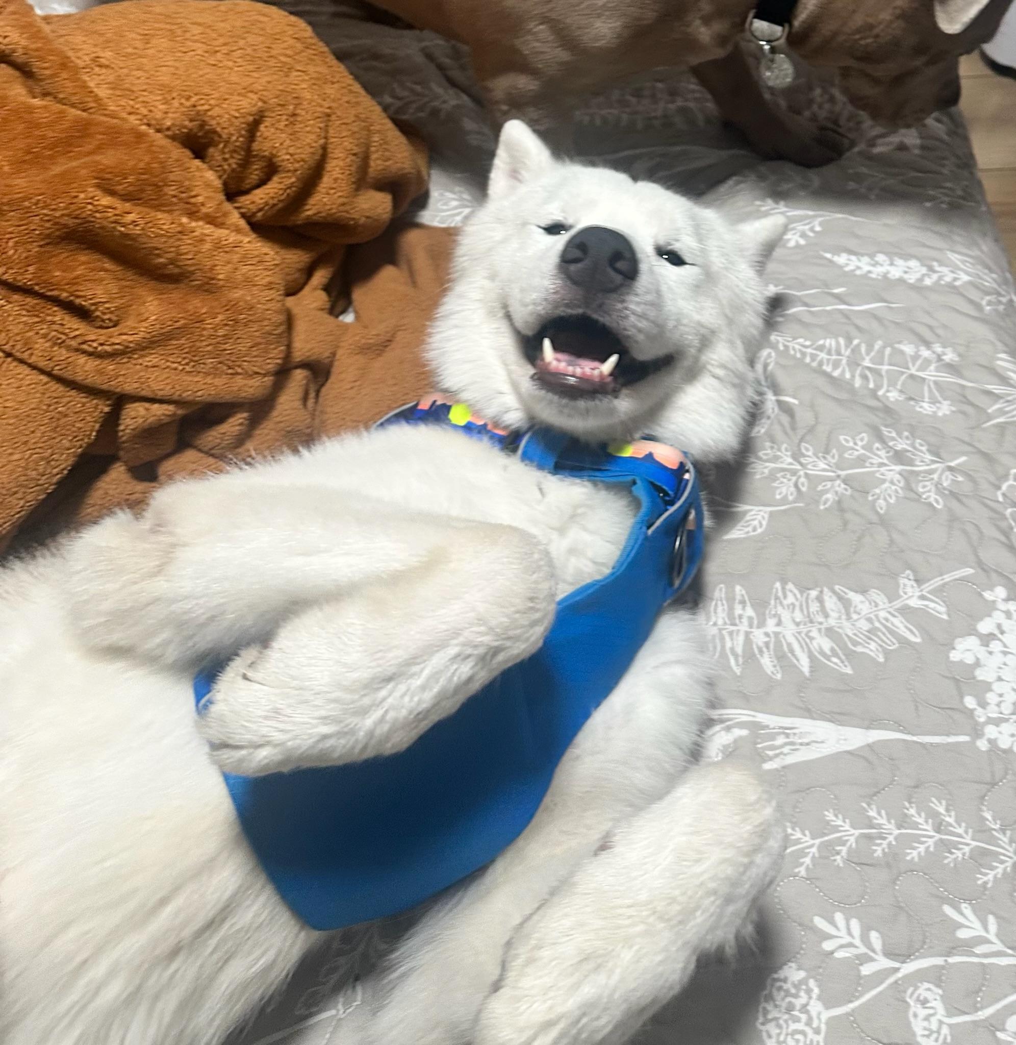 Rowan, a Adoptable Samoyed in santa monica, CA image 2/6