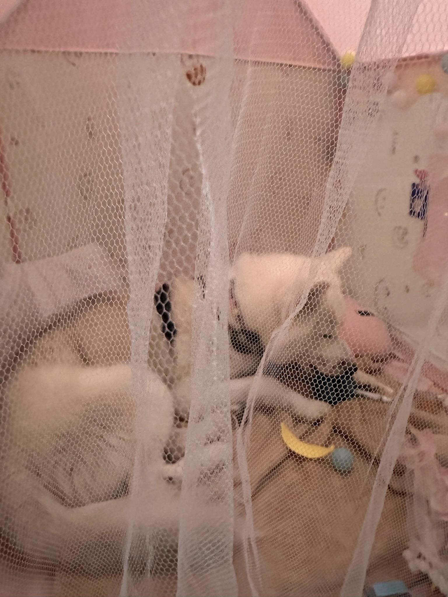 Rowan, a Adoptable Samoyed in santa monica, CA image 3/6