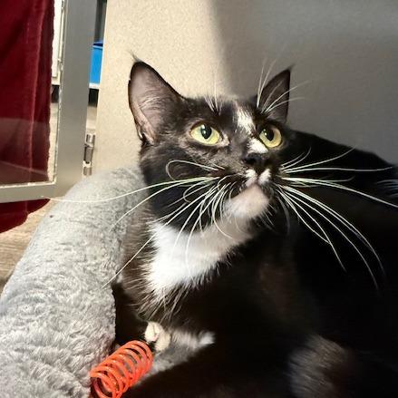 Stash, a Adoptable Domestic Short Hair in Washougal, WA image 1/2