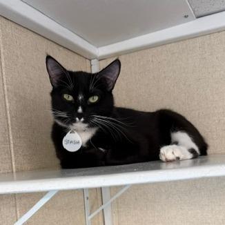 Stash, a Adoptable Domestic Short Hair in Washougal, WA image 2/3