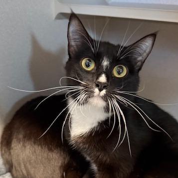 Stash, a Adoptable Domestic Short Hair in Washougal, WA image 2/2