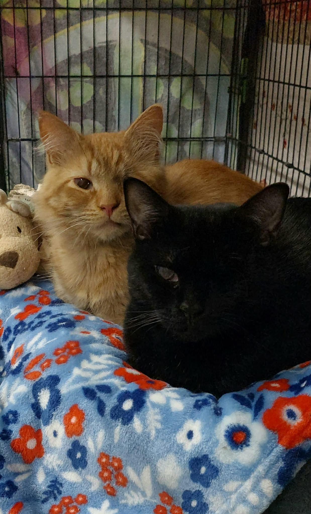 Butters & Waffles , Adoptable, Adult Male Domestic Long Hair.