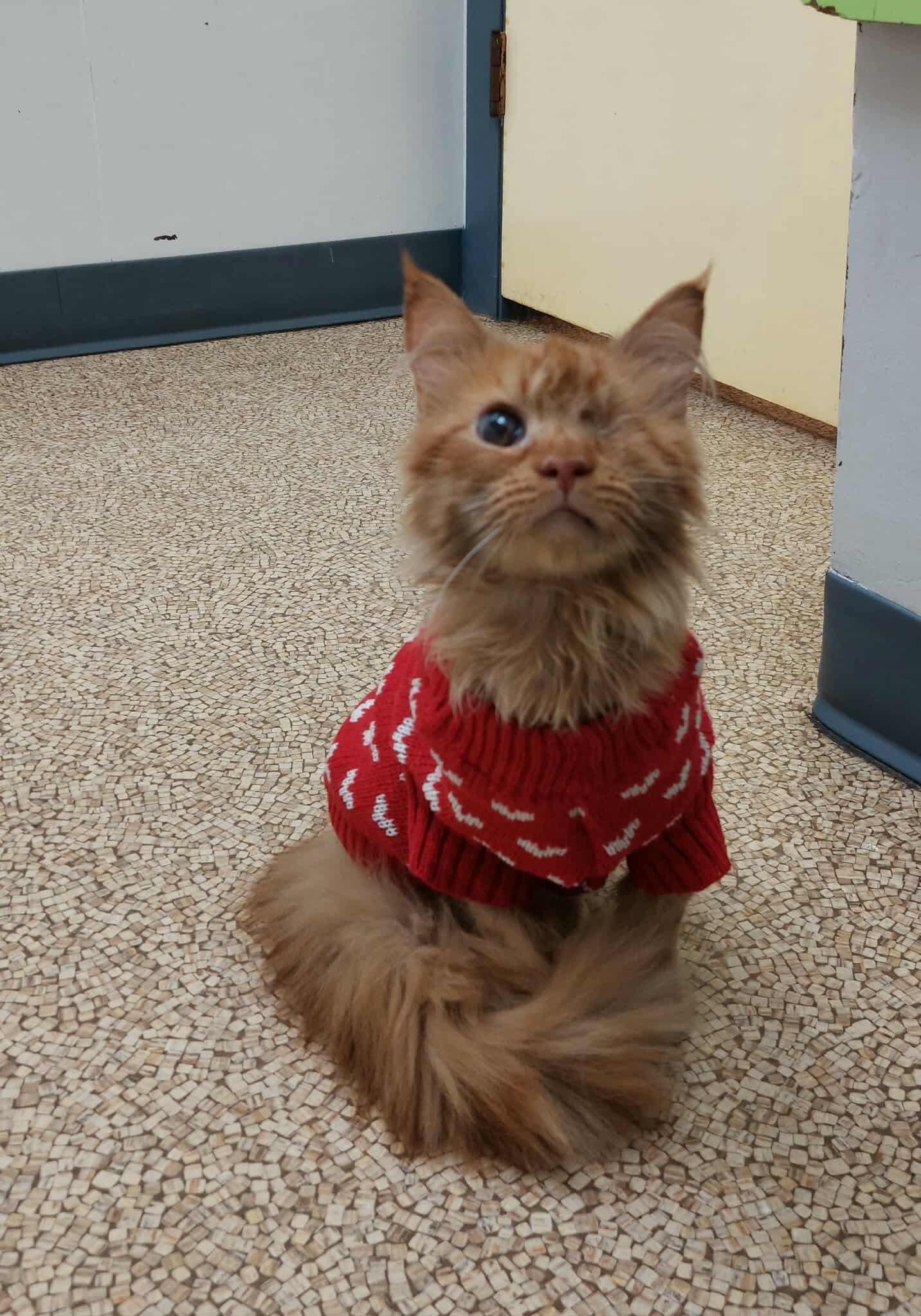 Enlarge Butters & Waffles , an adopted Domestic Long Hair in Acushnet, MA image 3/3