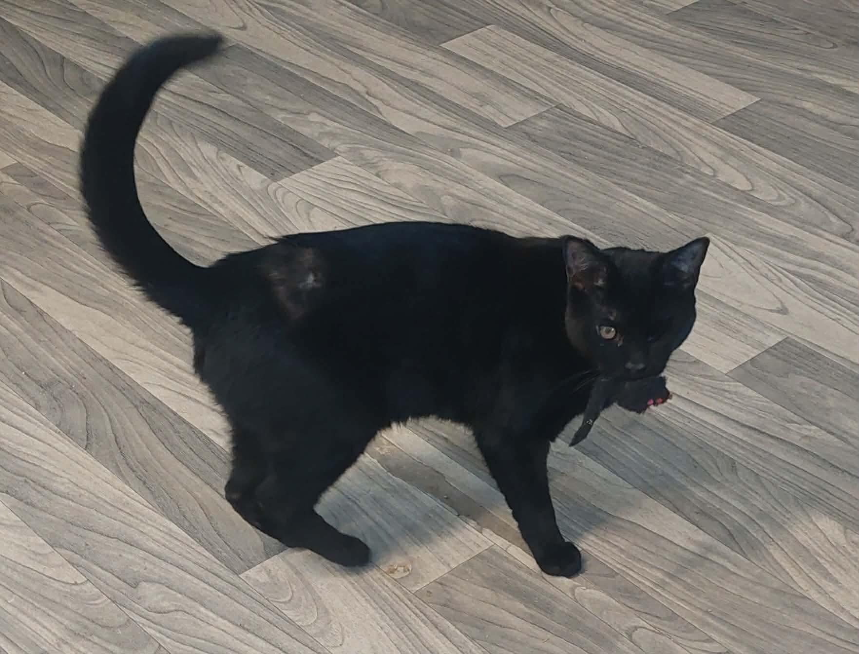 Enlarge Butters & Waffles , an adopted Domestic Long Hair in Acushnet, MA image 2/3