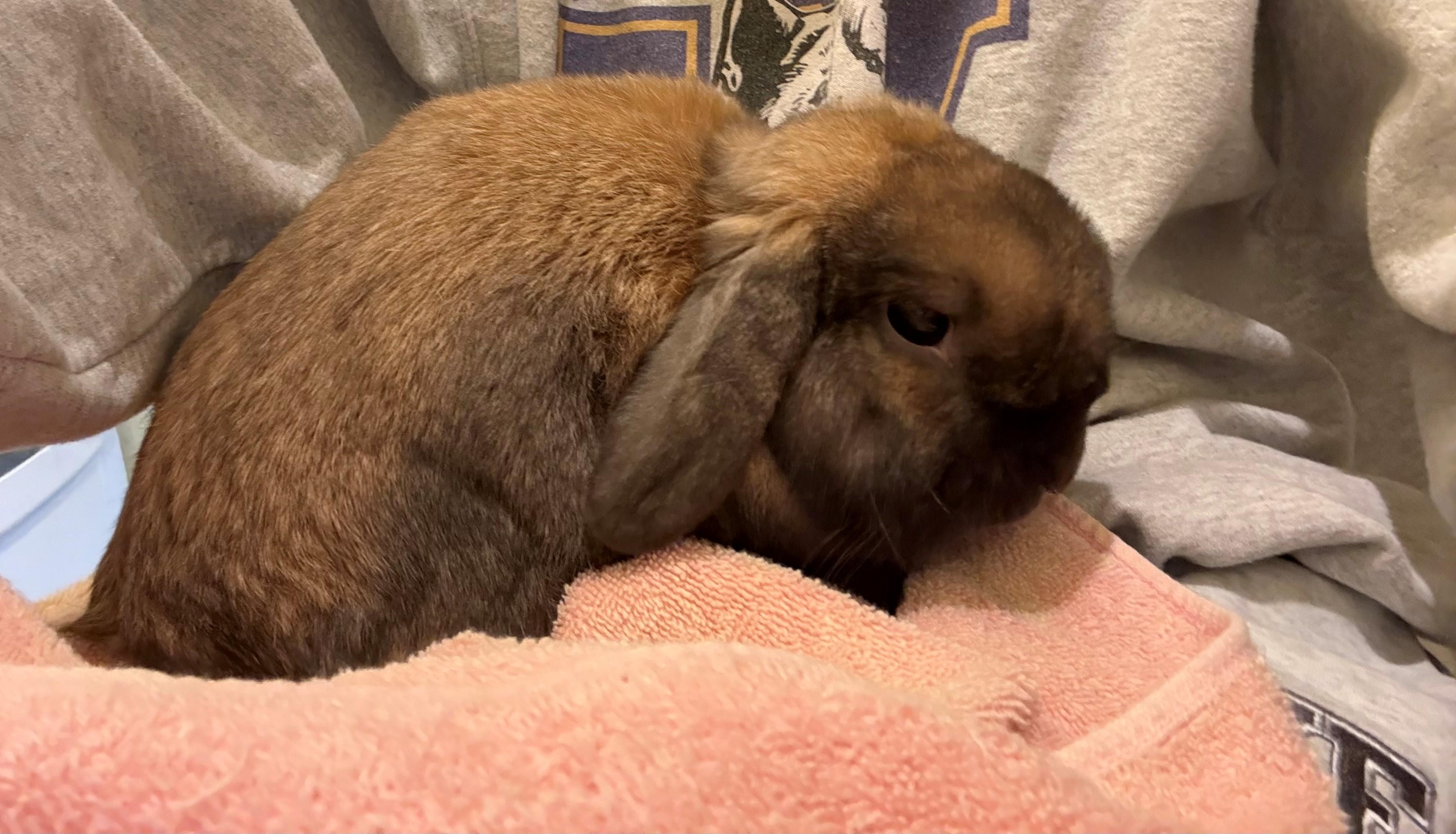 Enlarge Taco, a Adoptable Lop Eared in Carnation, WA image 1/3