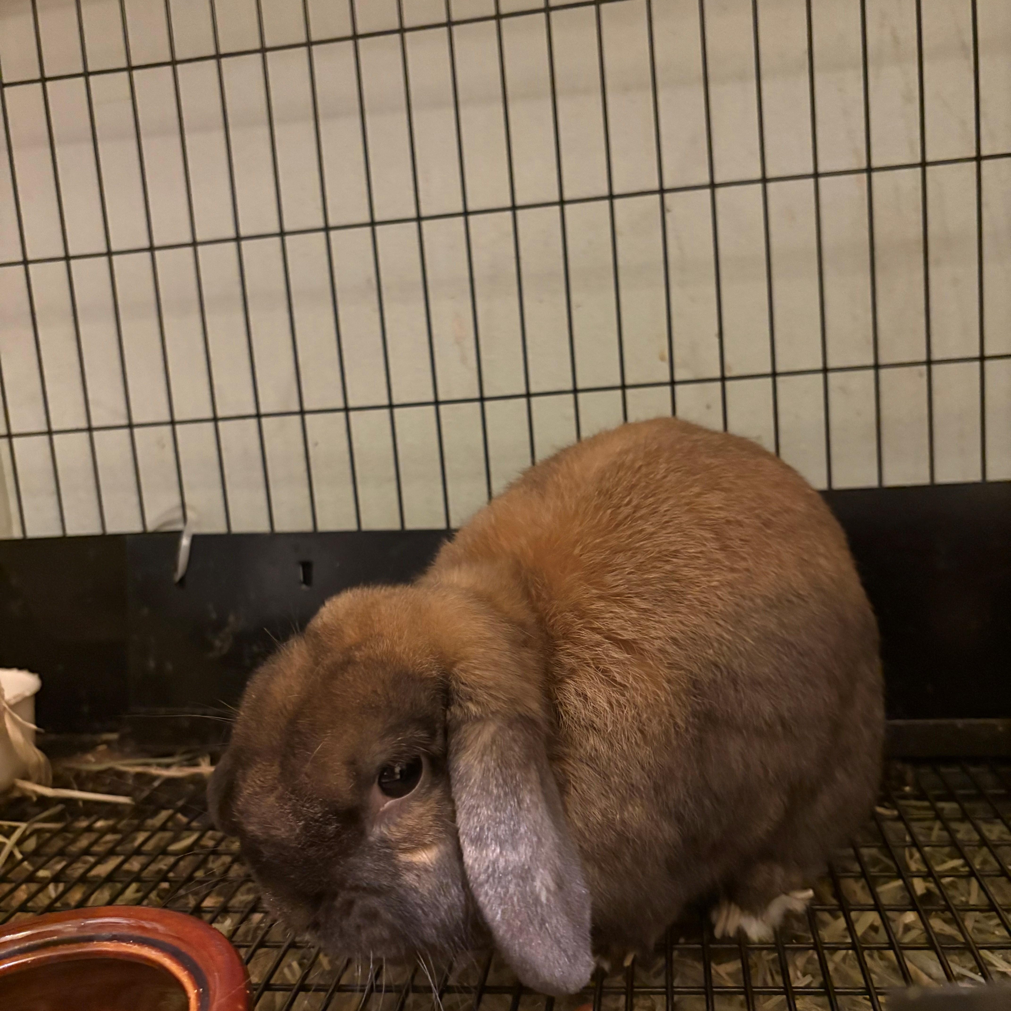 Enlarge Taco, a Adoptable Lop Eared in Carnation, WA image 3/3