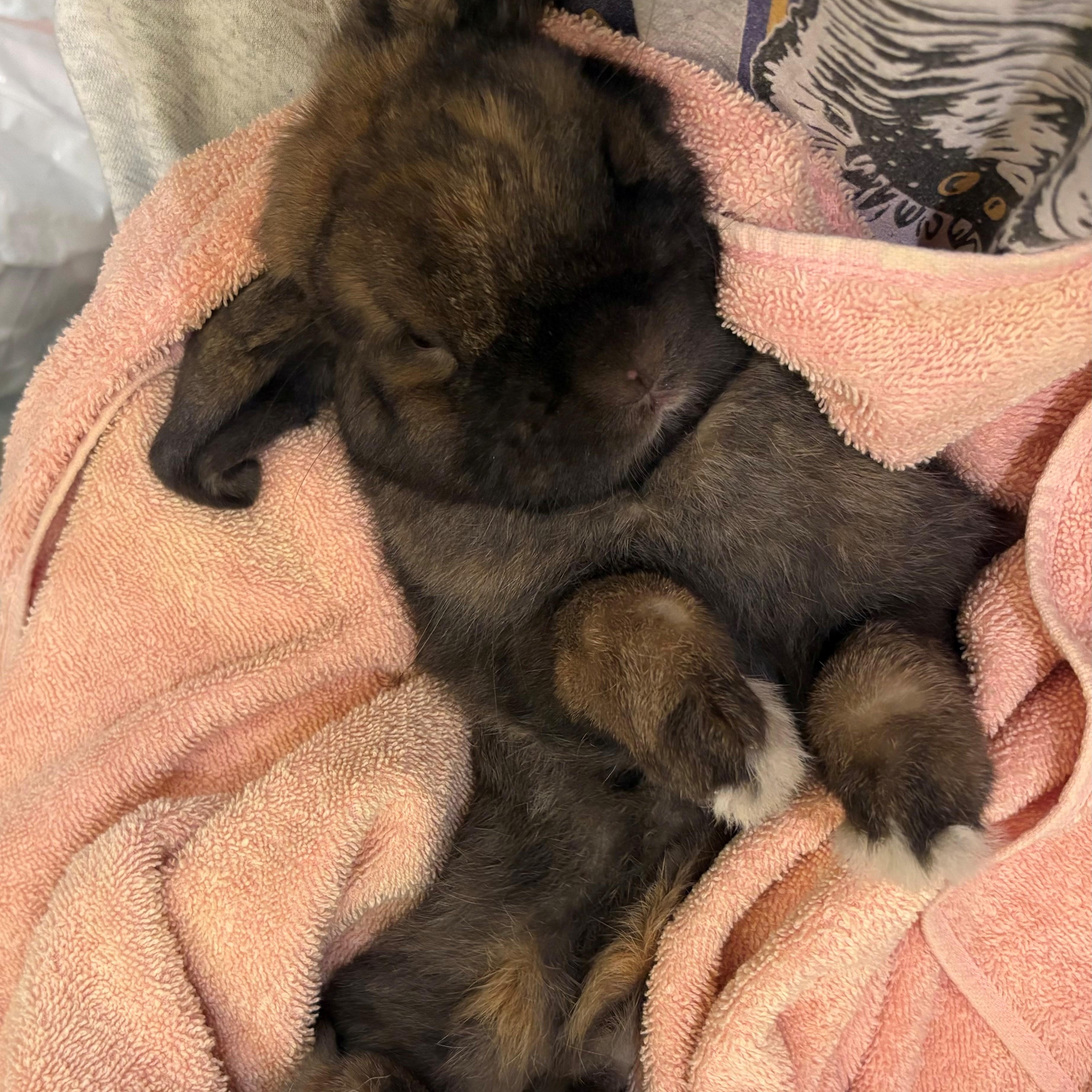 Enlarge Taco, a Adoptable Lop Eared in Carnation, WA image 2/3