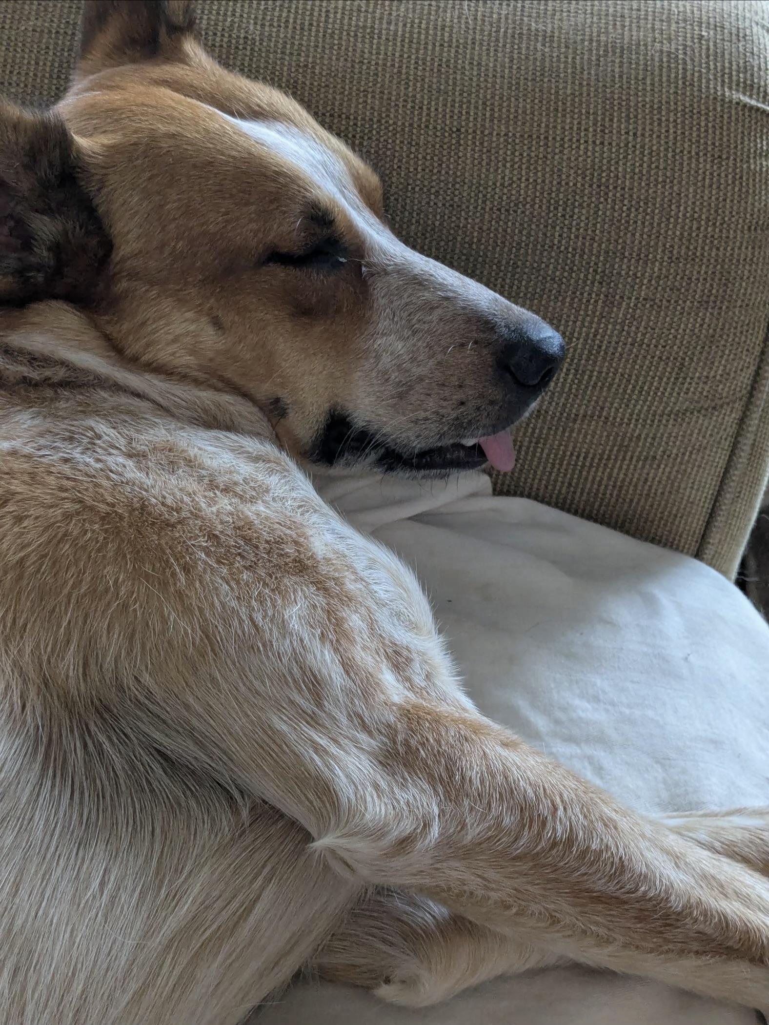 Daisy Mae, Adoptable, Young Female Australian Cattle Dog / Blue Heeler.