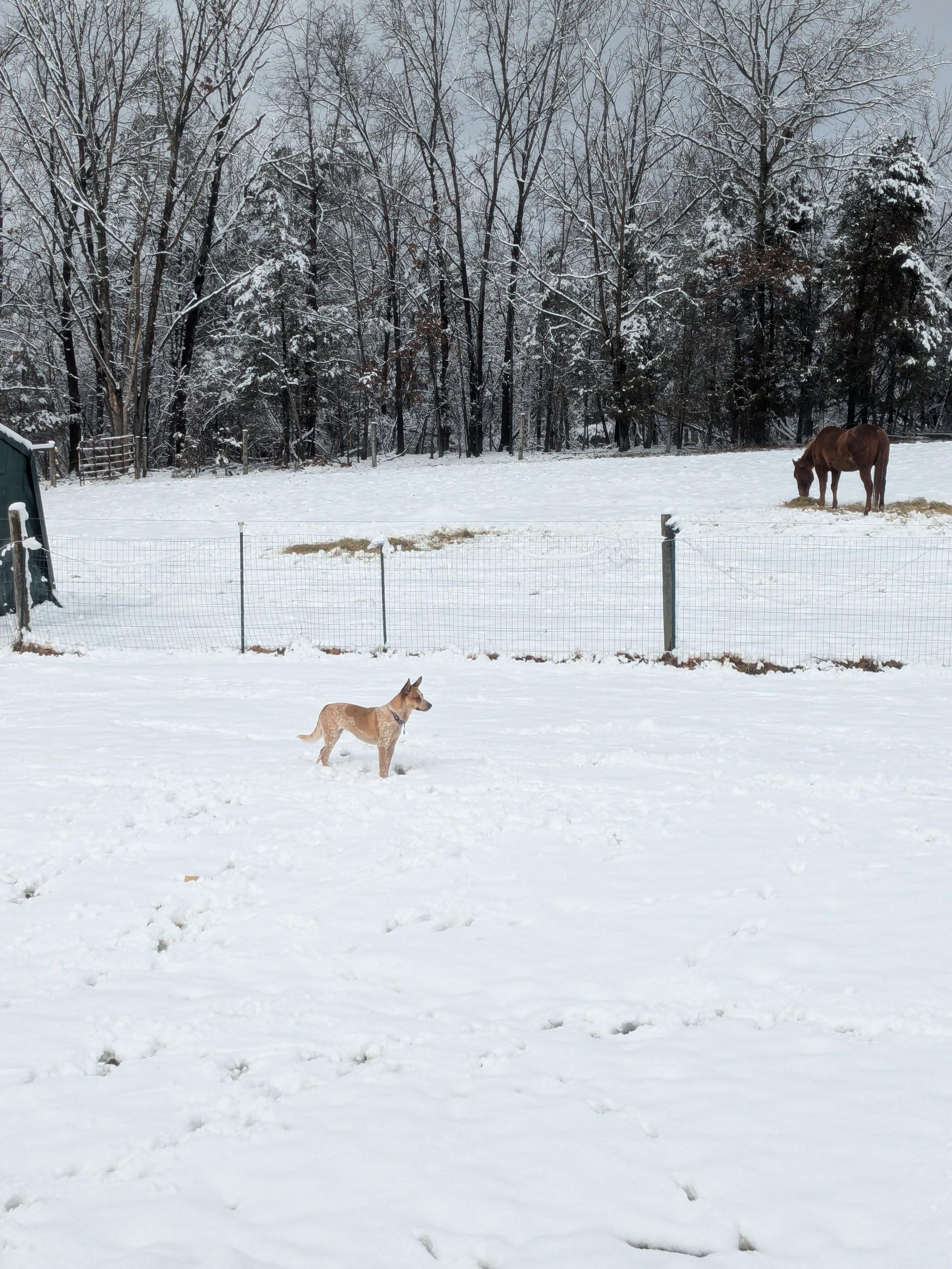 Enlarge Daisy Mae, a Adoptable Australian Cattle Dog / Blue Heeler in Gettysburg, PA image 3/3