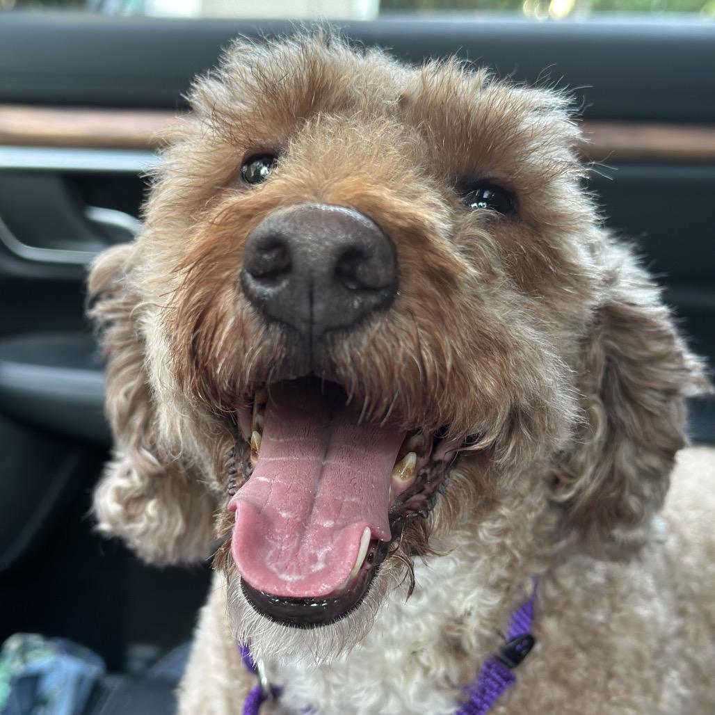 Daphne, Adoptable, Adult Female Miniature Poodle & Golden Retriever.
