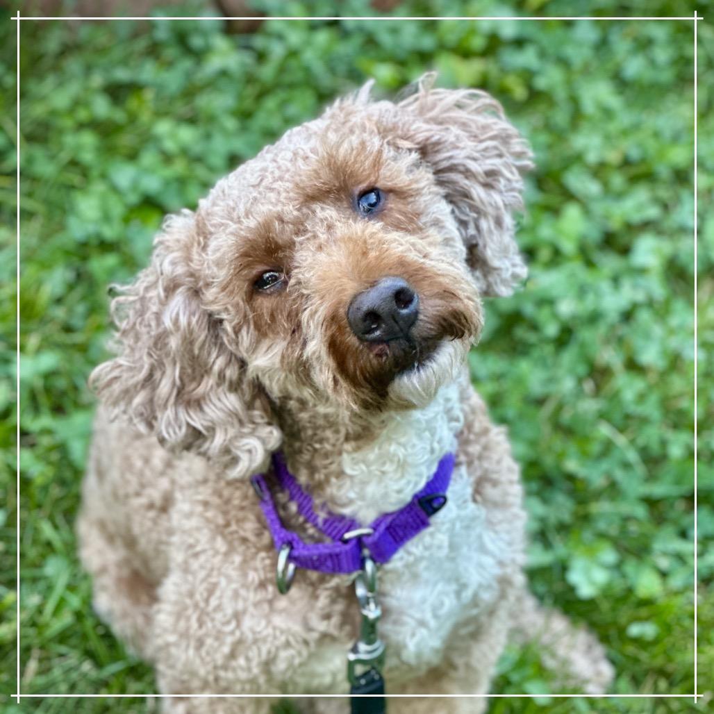 Enlarge Daphne, a Adoptable mixed breed in Sinking Spring, PA image 3/6