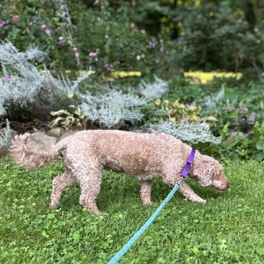 Enlarge Daphne, a Adoptable mixed breed in Sinking Spring, PA image 5/6