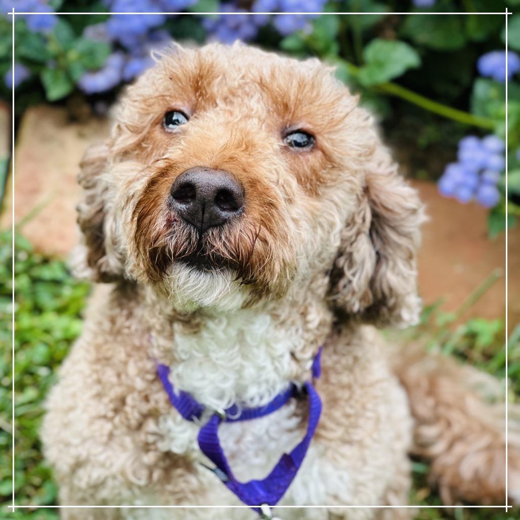 Enlarge Daphne, a Adoptable mixed breed in Sinking Spring, PA image 6/6