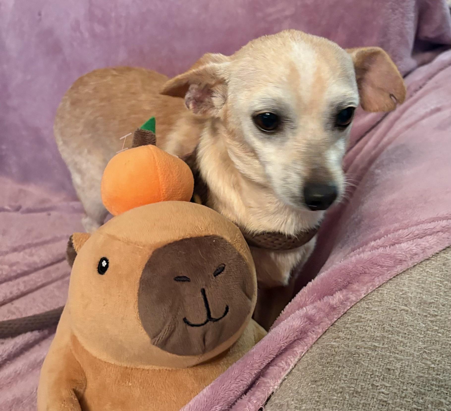 Toby, ADOPTABLE, Adult Male Chihuahua.