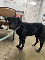 Holden, ADOPTABLE, Young Male Mixed Breed.