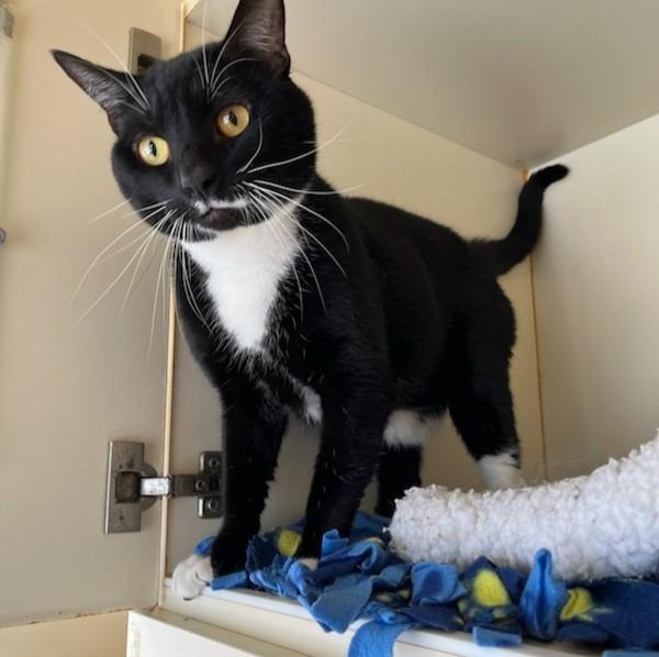 Loki, Adoptable, Young Male Domestic Short Hair.