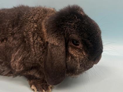 Darcy, Adoptable, Young Male Holland Lop & Holland Lop.
