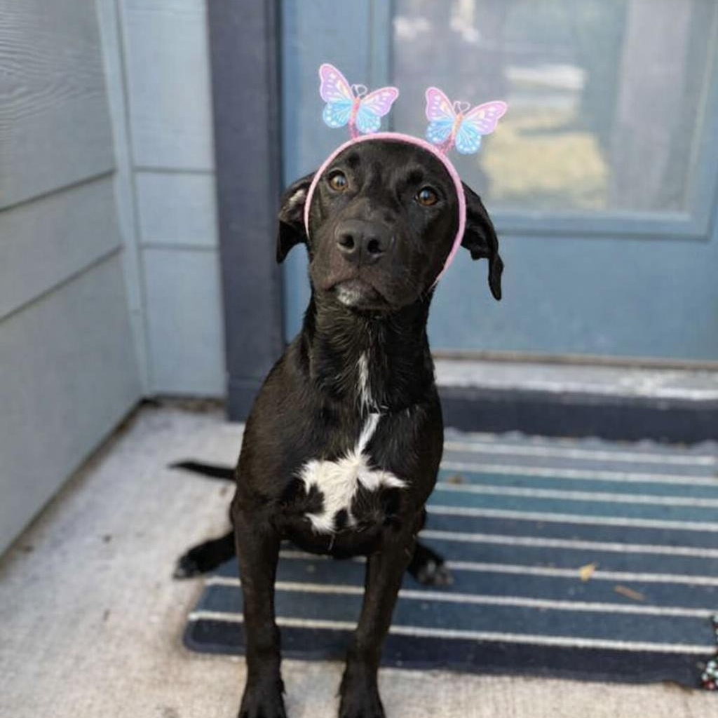 Enlarge Meryl Streep, an adopted mixed breed in Cranston , RI image 3/4