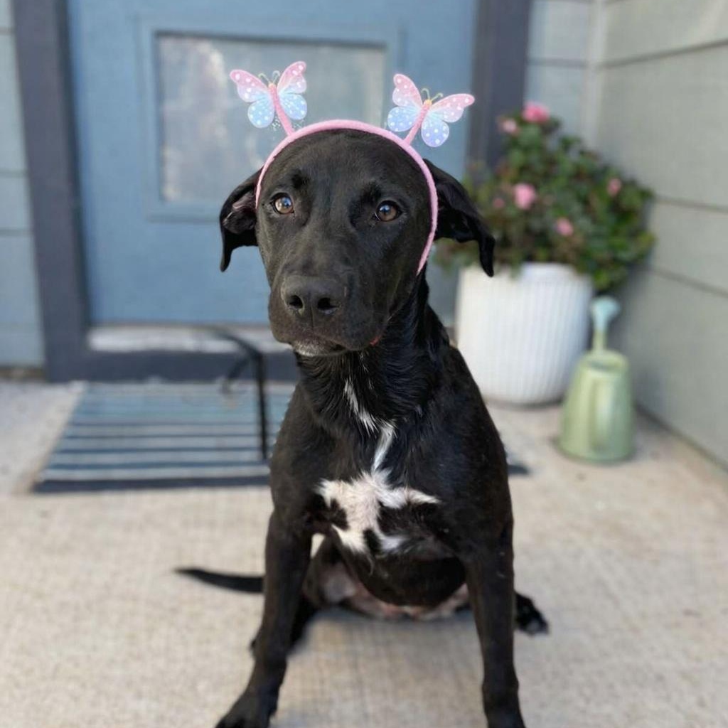 Meryl Streep, adopted, Young Female Pit Bull Terrier.