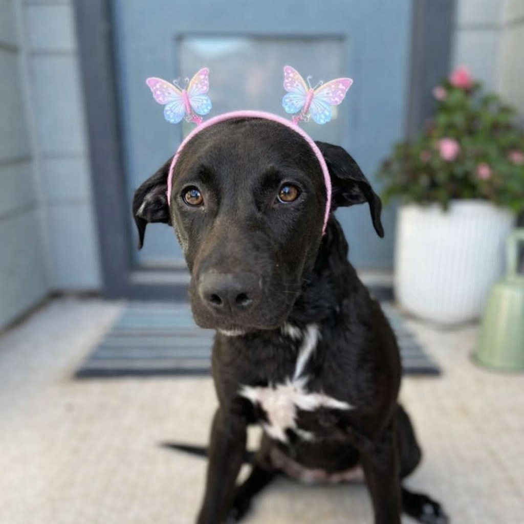 Enlarge Meryl Streep, an adopted mixed breed in Cranston , RI image 2/4