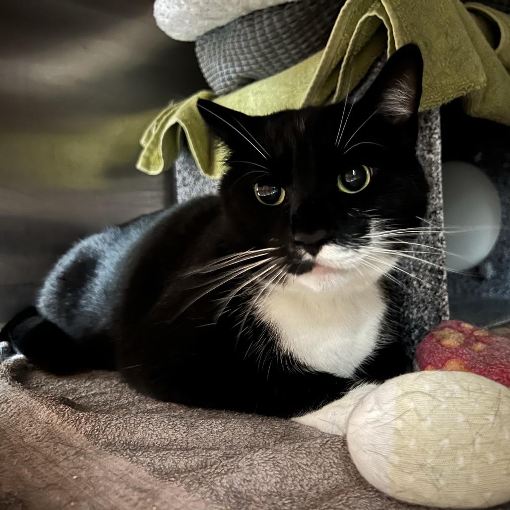 Coconut, Adoptable, Adult Male Domestic Short Hair.