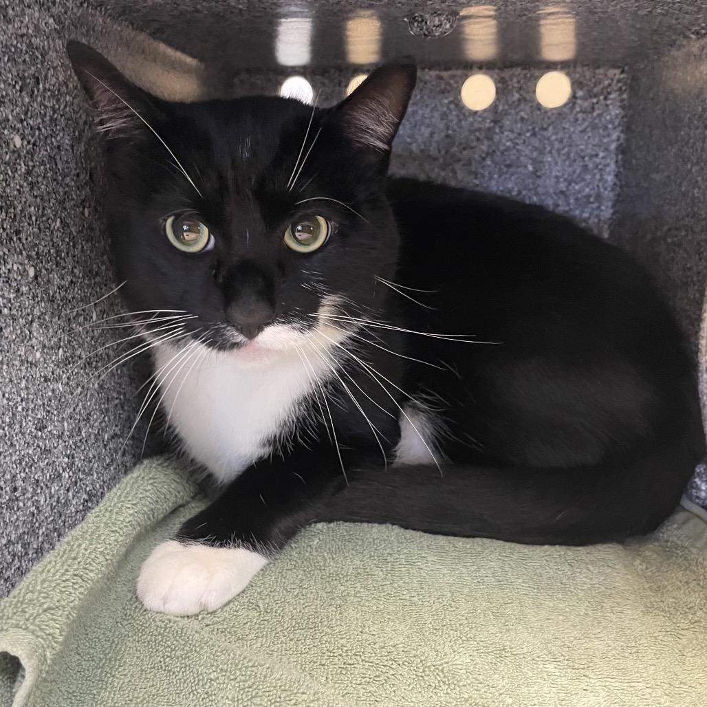 Coconut, a Adoptable Domestic Short Hair in Pasadena, CA image 2/4