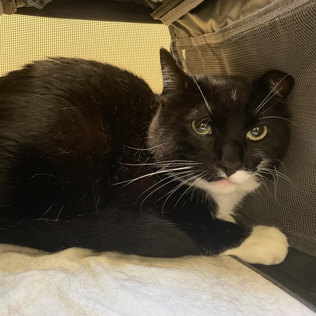 Coconut, a Adoptable Domestic Short Hair in Pasadena, CA image 3/4